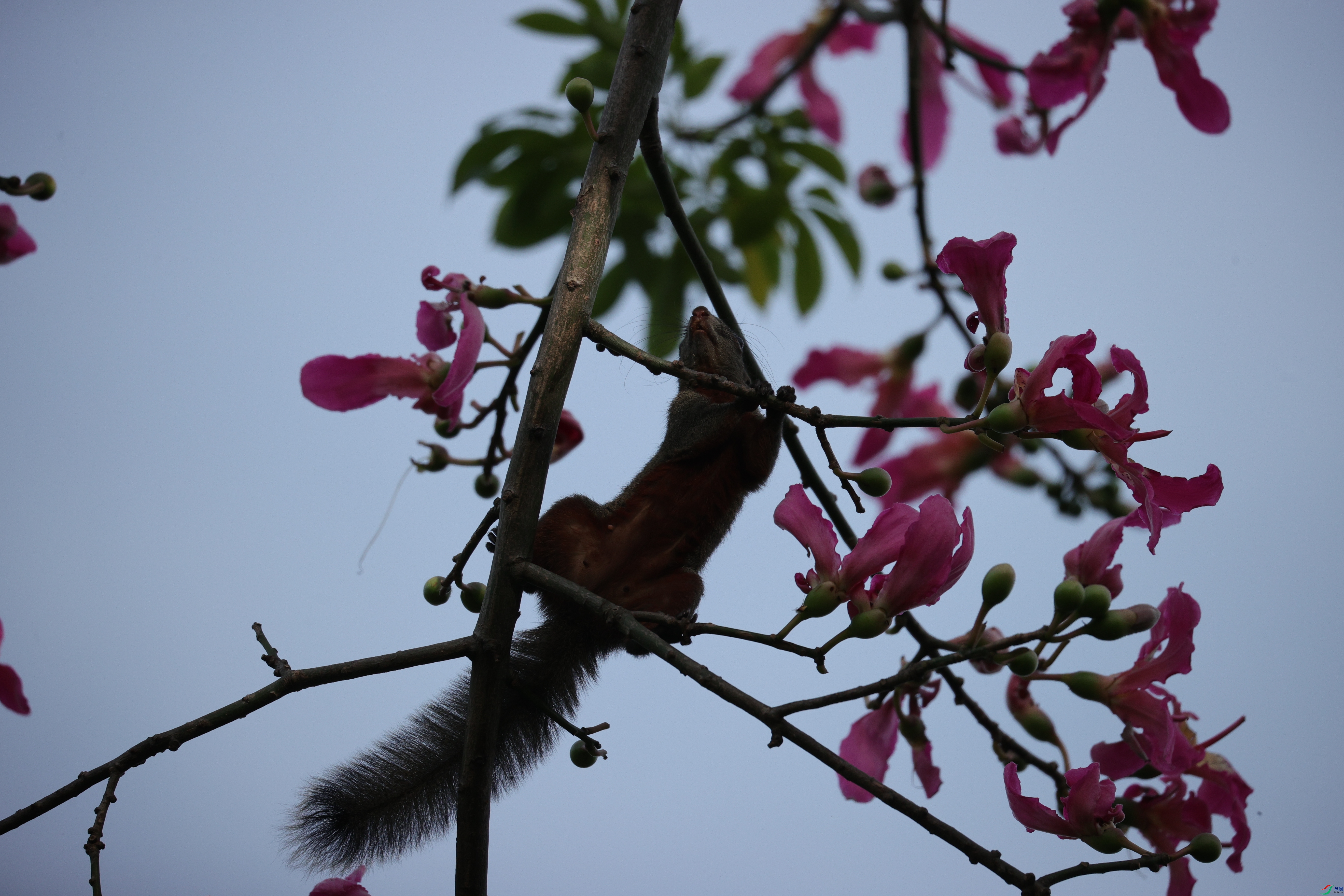 4522��ש����