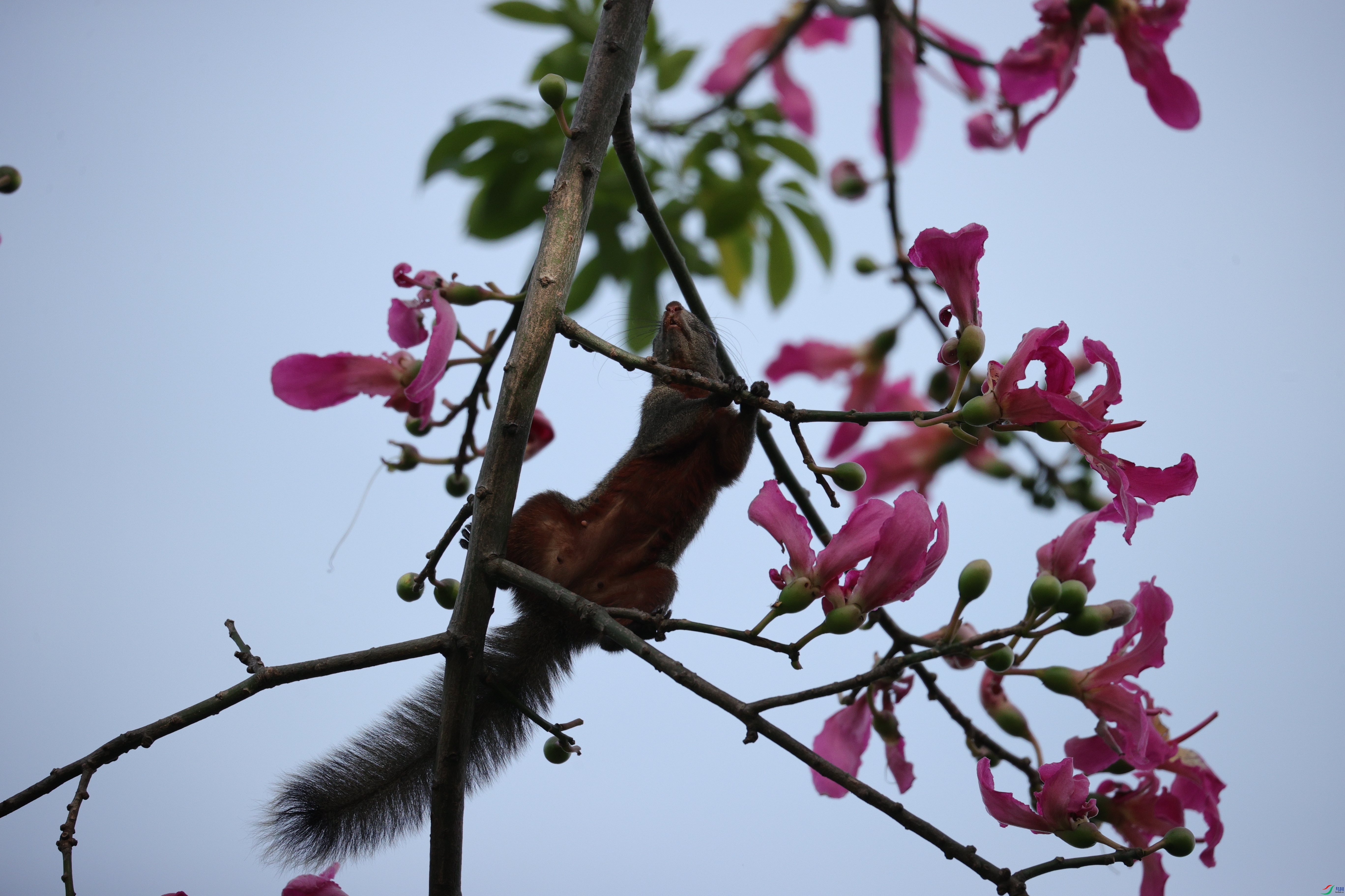 4524��ש����