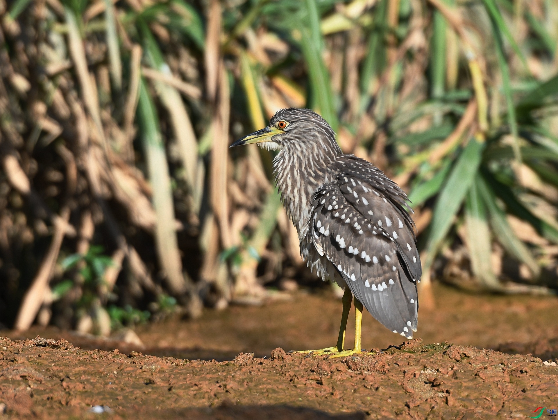 DSC_5220.jpg