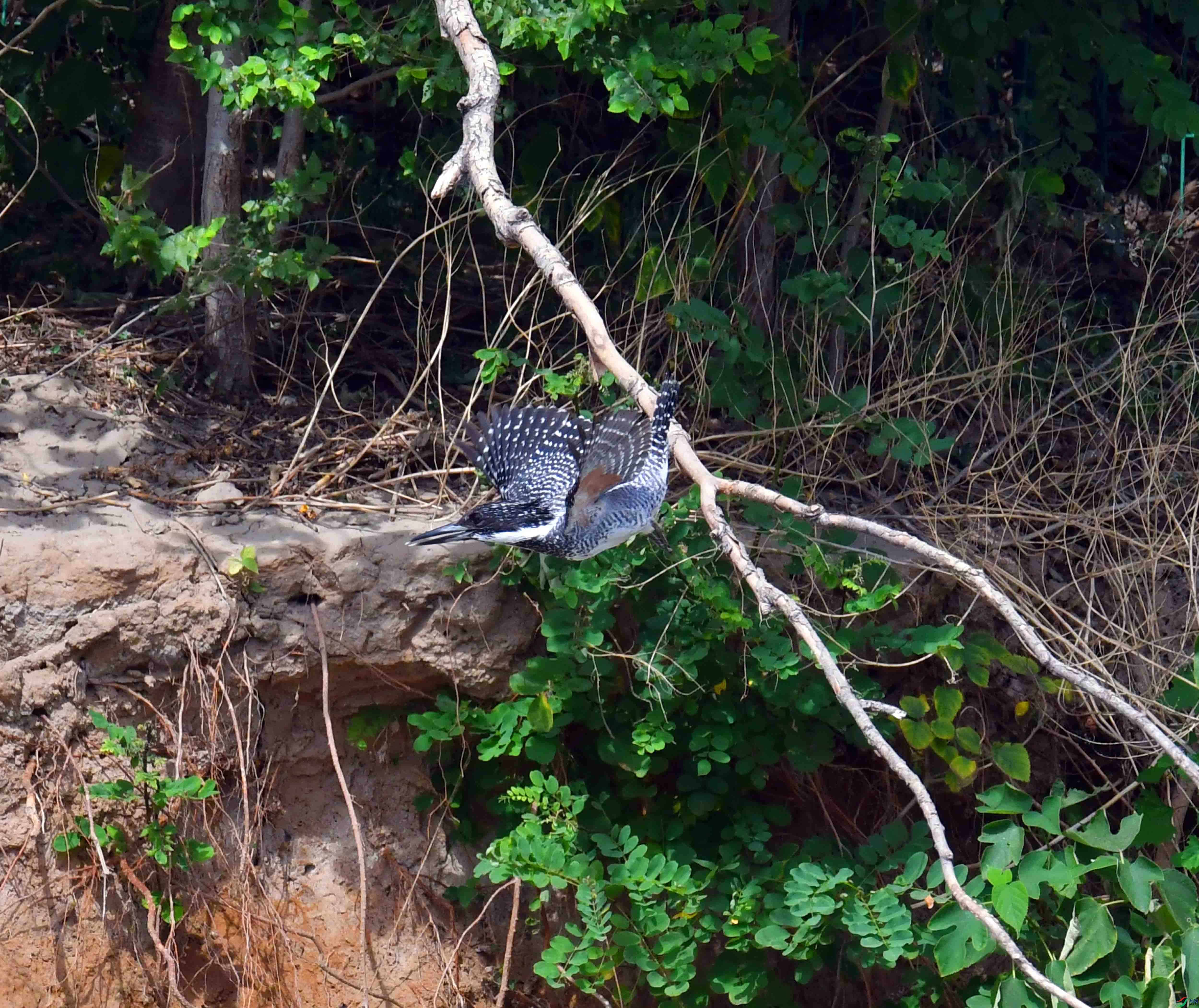 DSC_2981.JPG