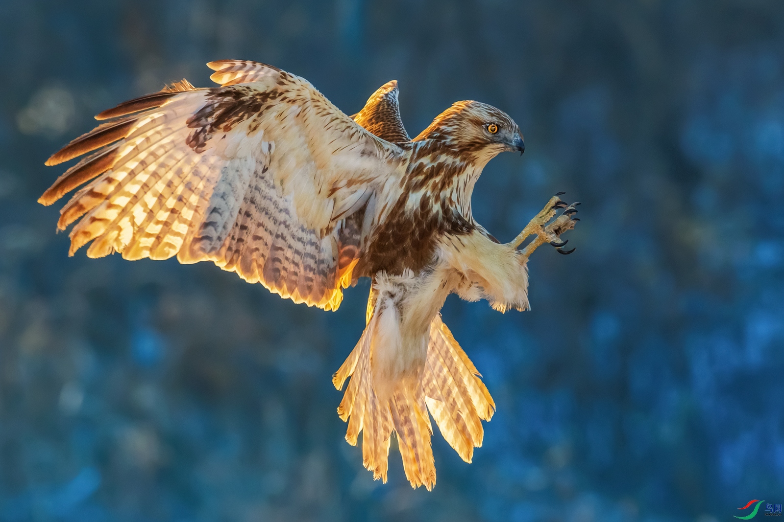 ���\----ѩ����ӥӢ��չ