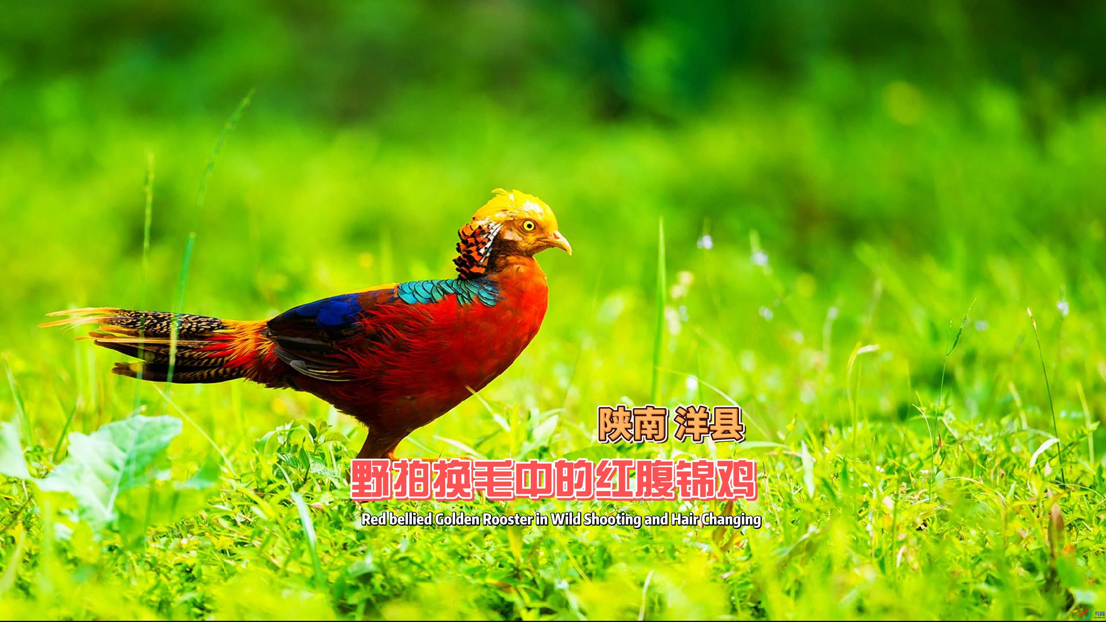 ���� ���� Ұ�Ļ�ë�еĺ츹����-����.jpg