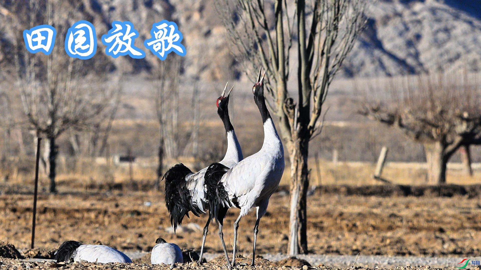 ��԰�Ÿ�  �ھ���-����.jpg