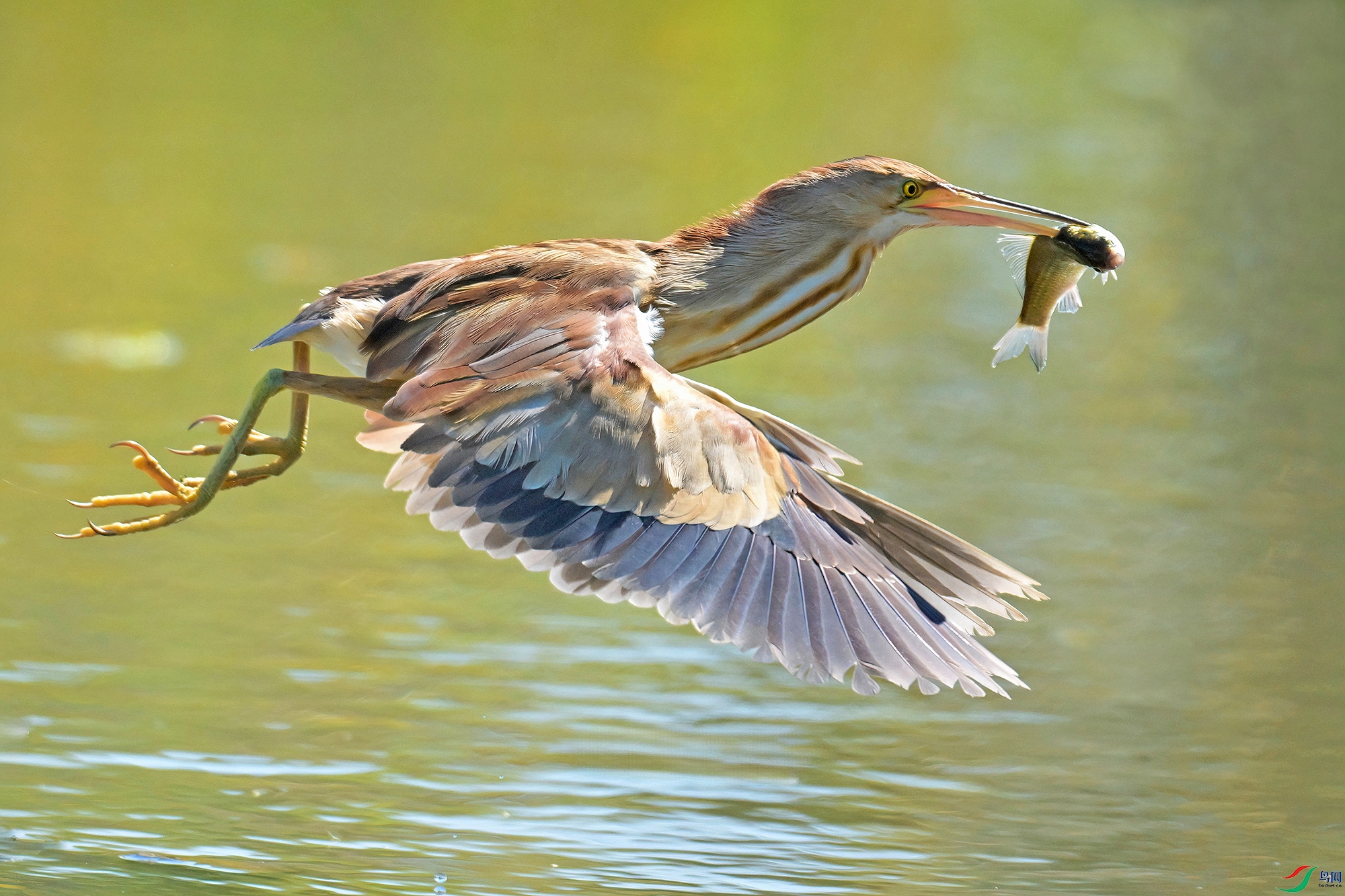 DSC_6531-V.jpg