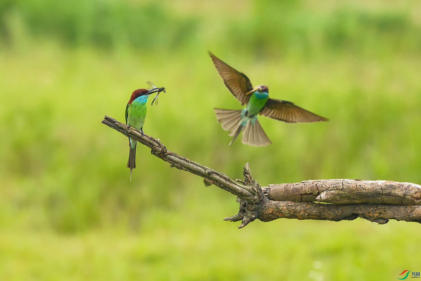 DSC_9188_DxOa.jpg