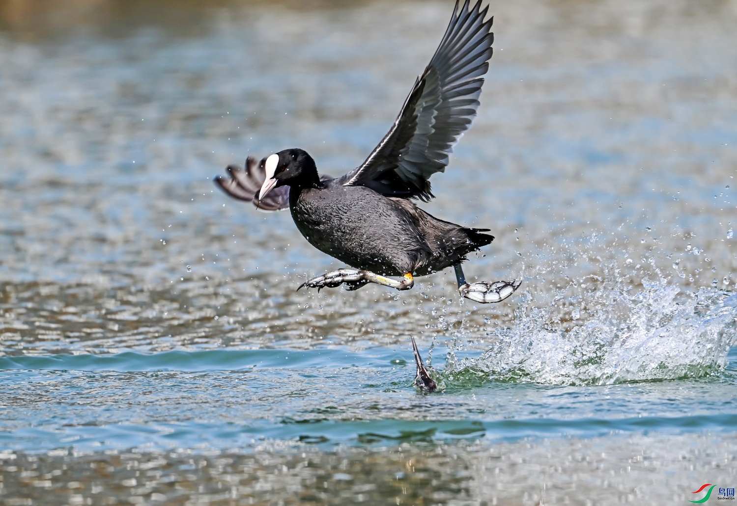 DSC_7752---_conew1.jpg
