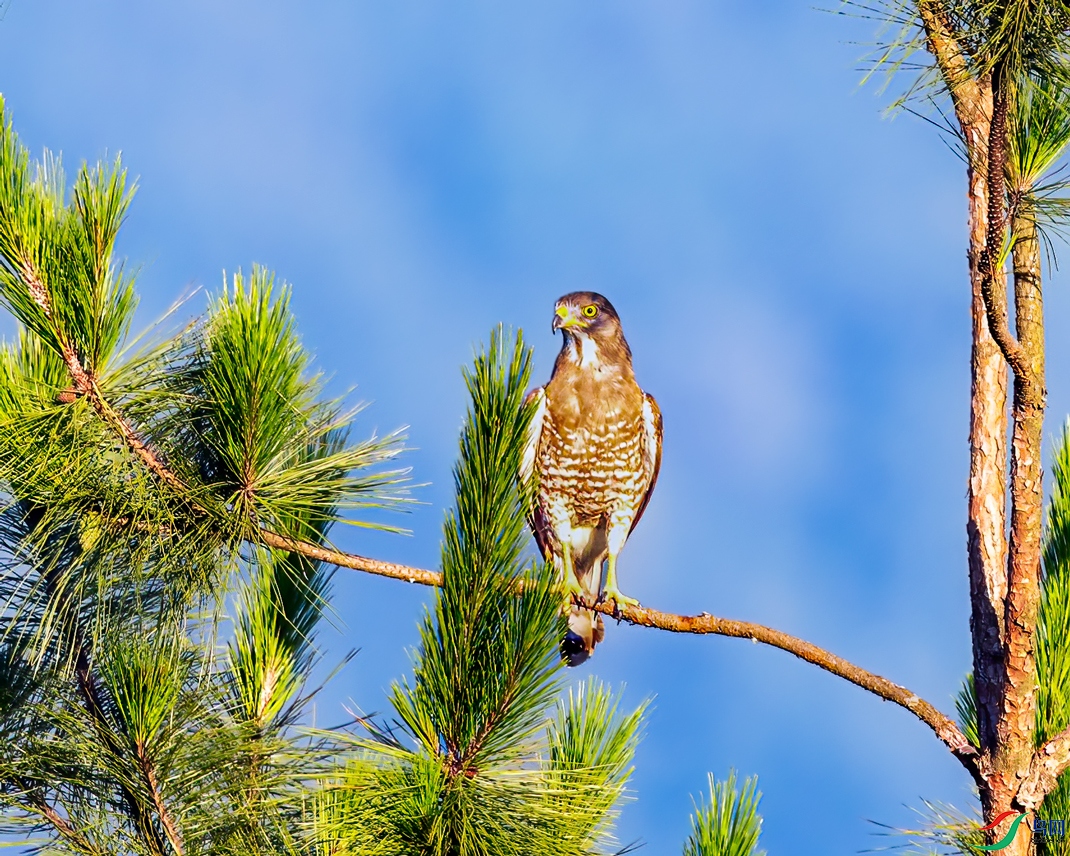 �ڱ�һһ������