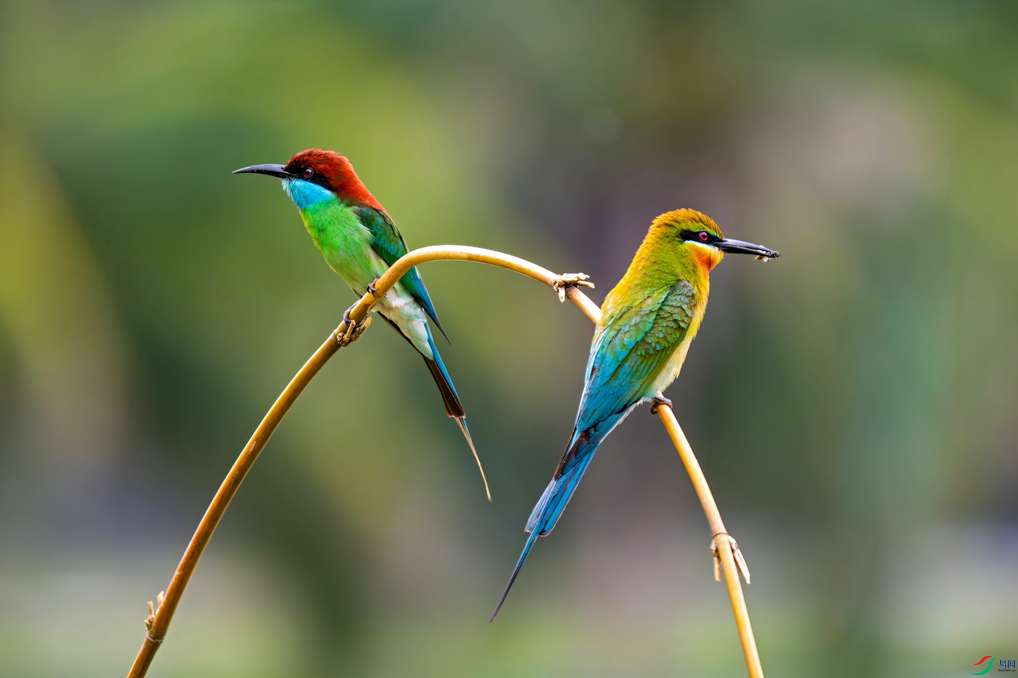 P5248072-����ǿ-NR ����-topaz-topaz_����.jpg