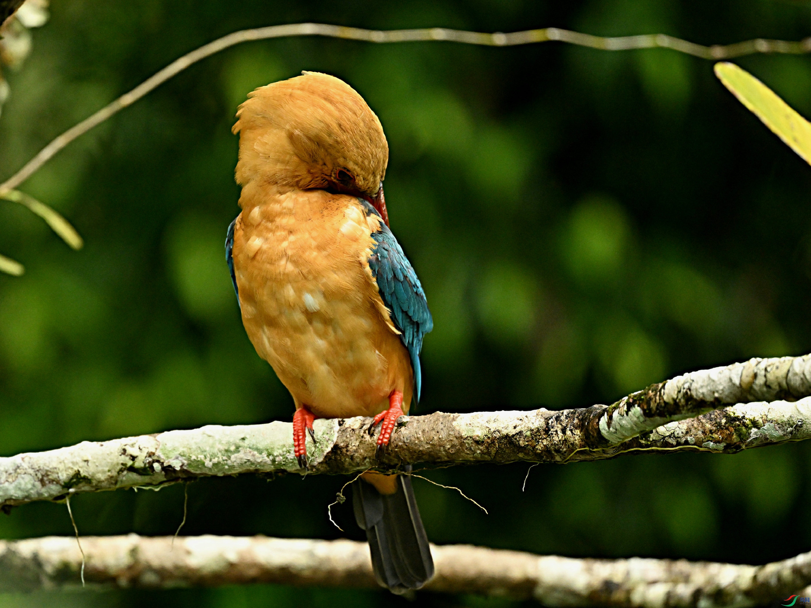 DSC_0097.jpg