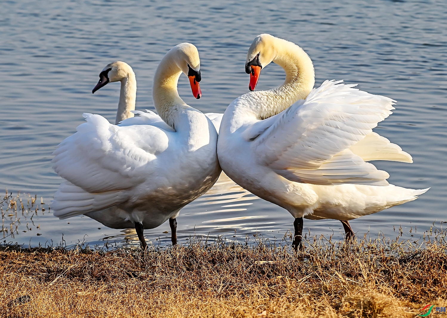 DSC_8523---_conew1.jpg