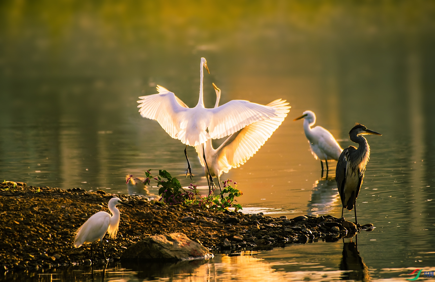 DSC_9320-NEF_DxO_DeepPRIME ����pc.jpg