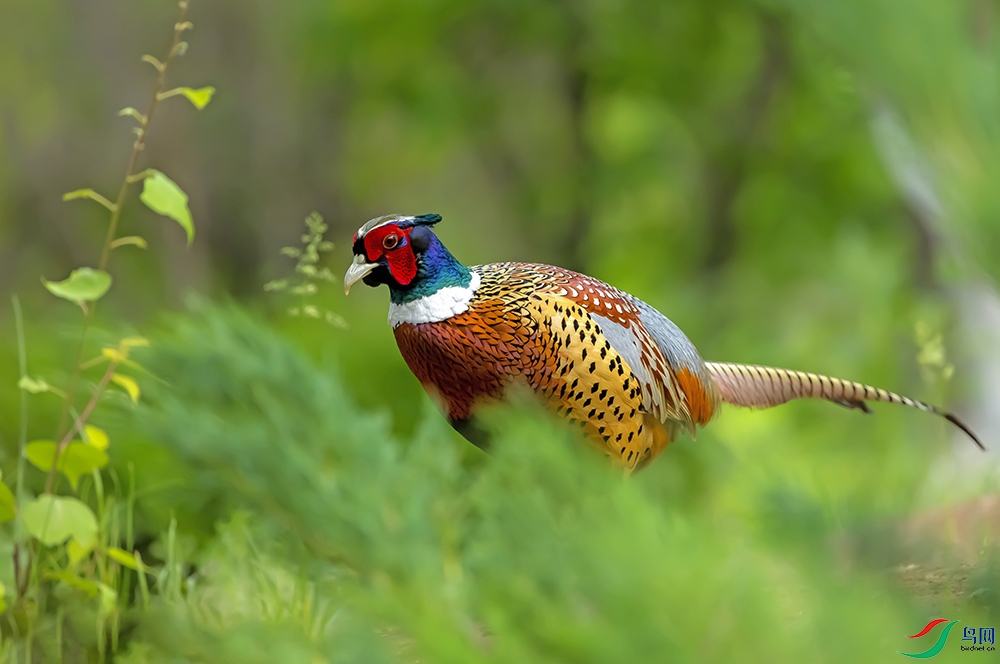 _MGL9850-5.jpg