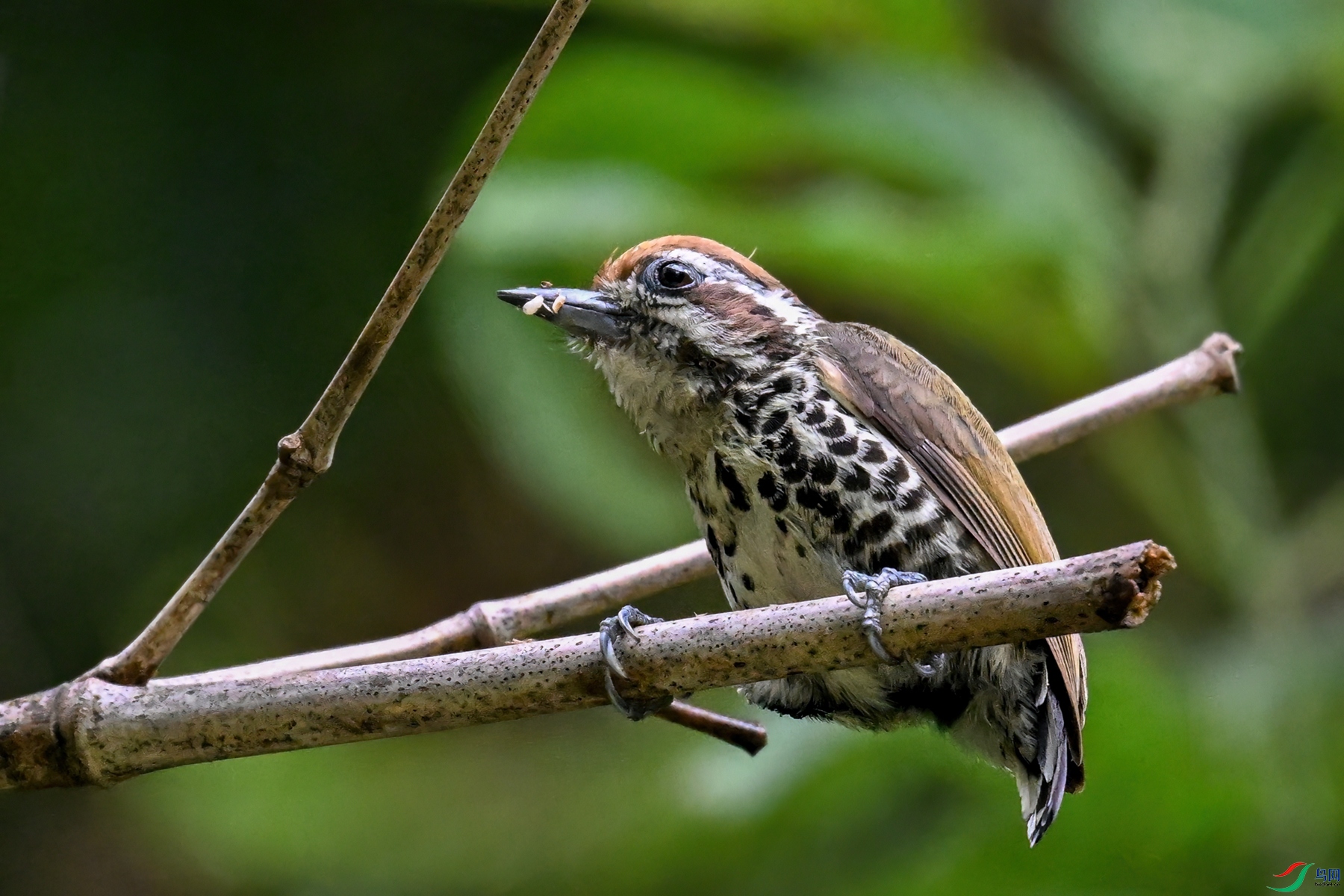DSC_8695.JPG