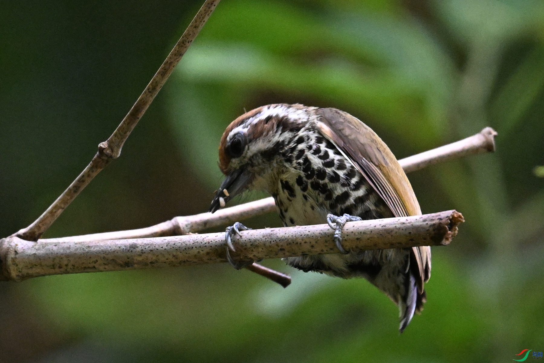 DSC_8696.JPG
