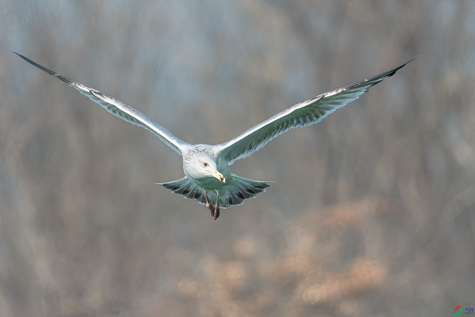 AQ4P0696-1.jpg