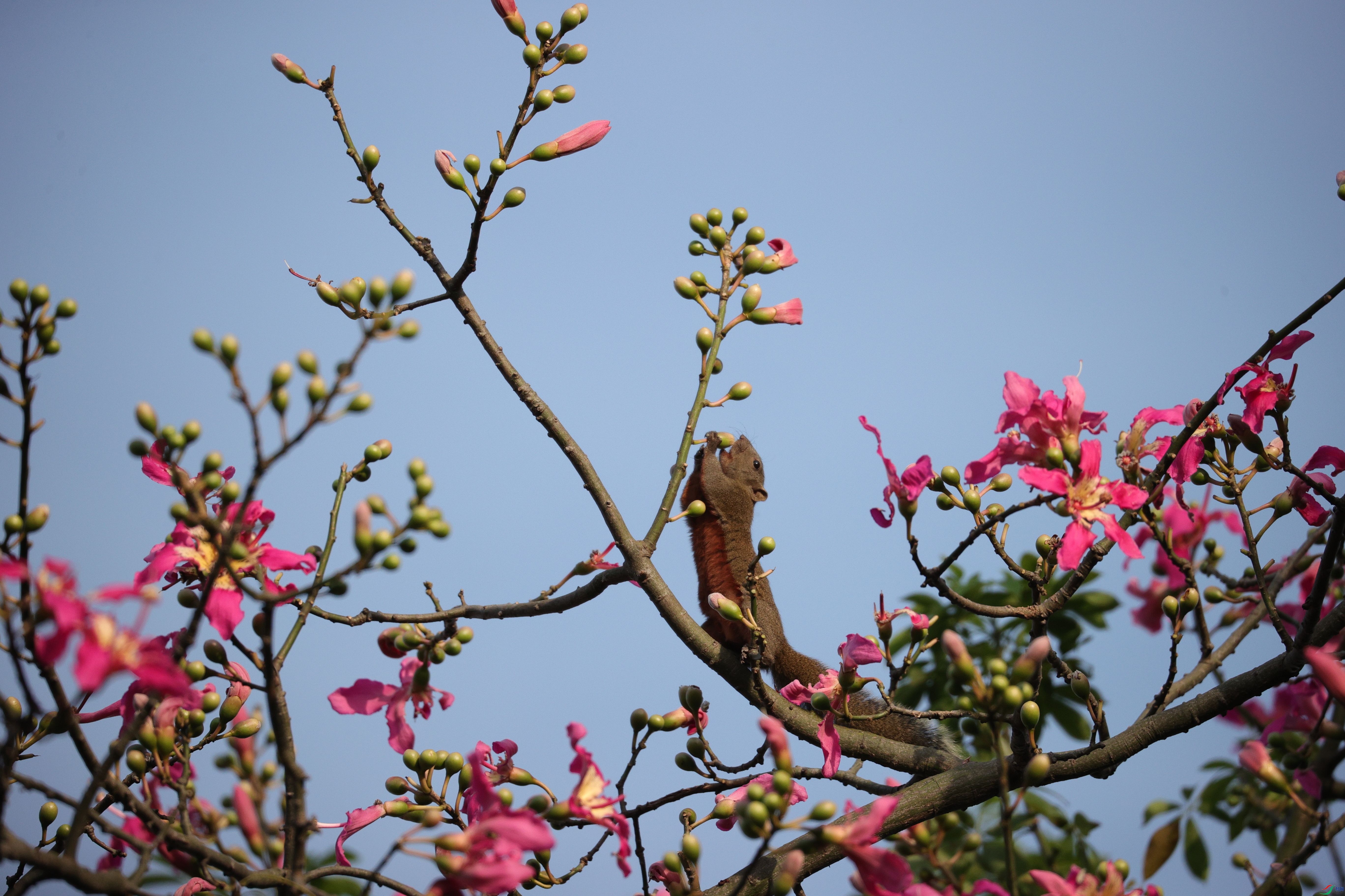 4612��ש����