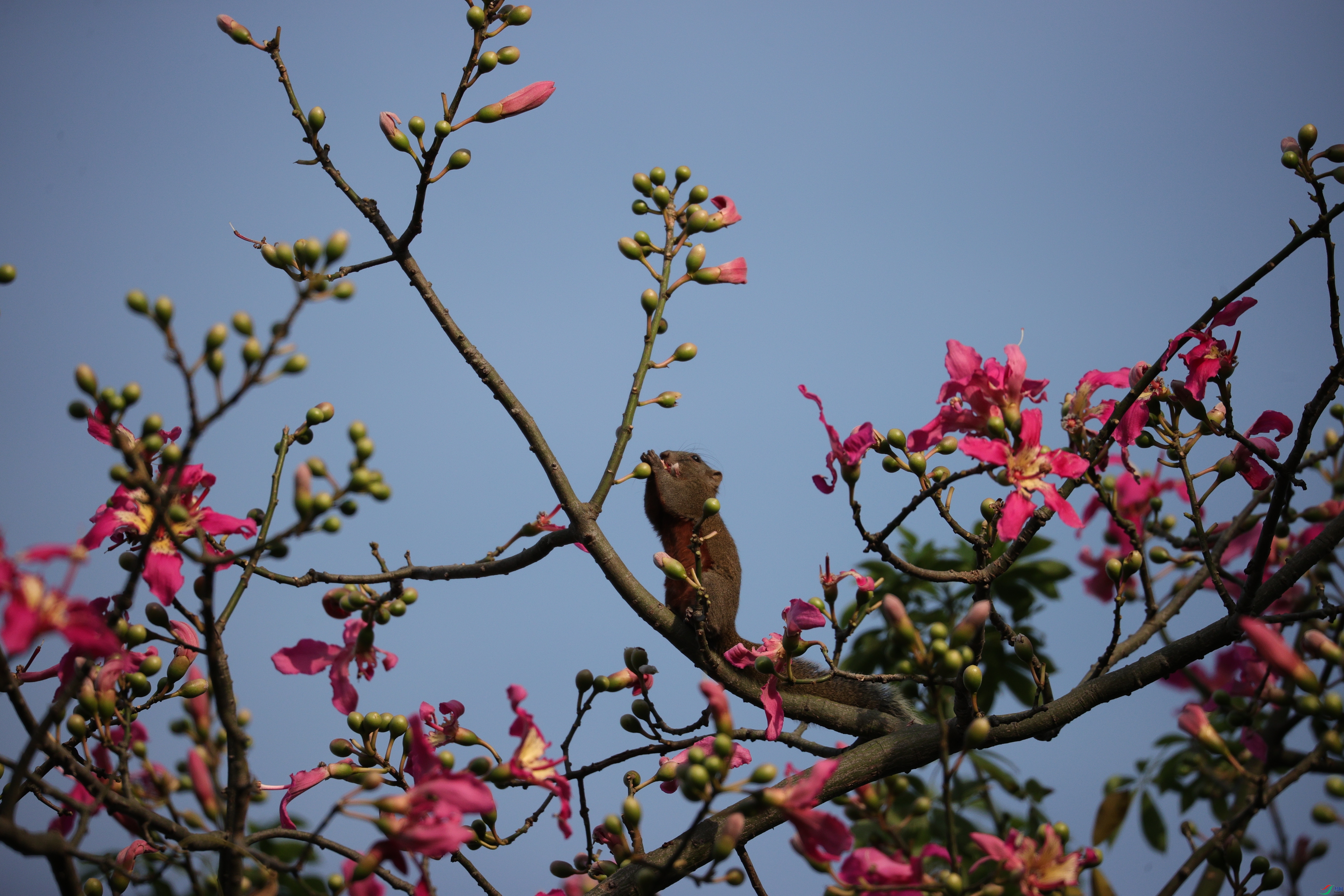 4618��ש����