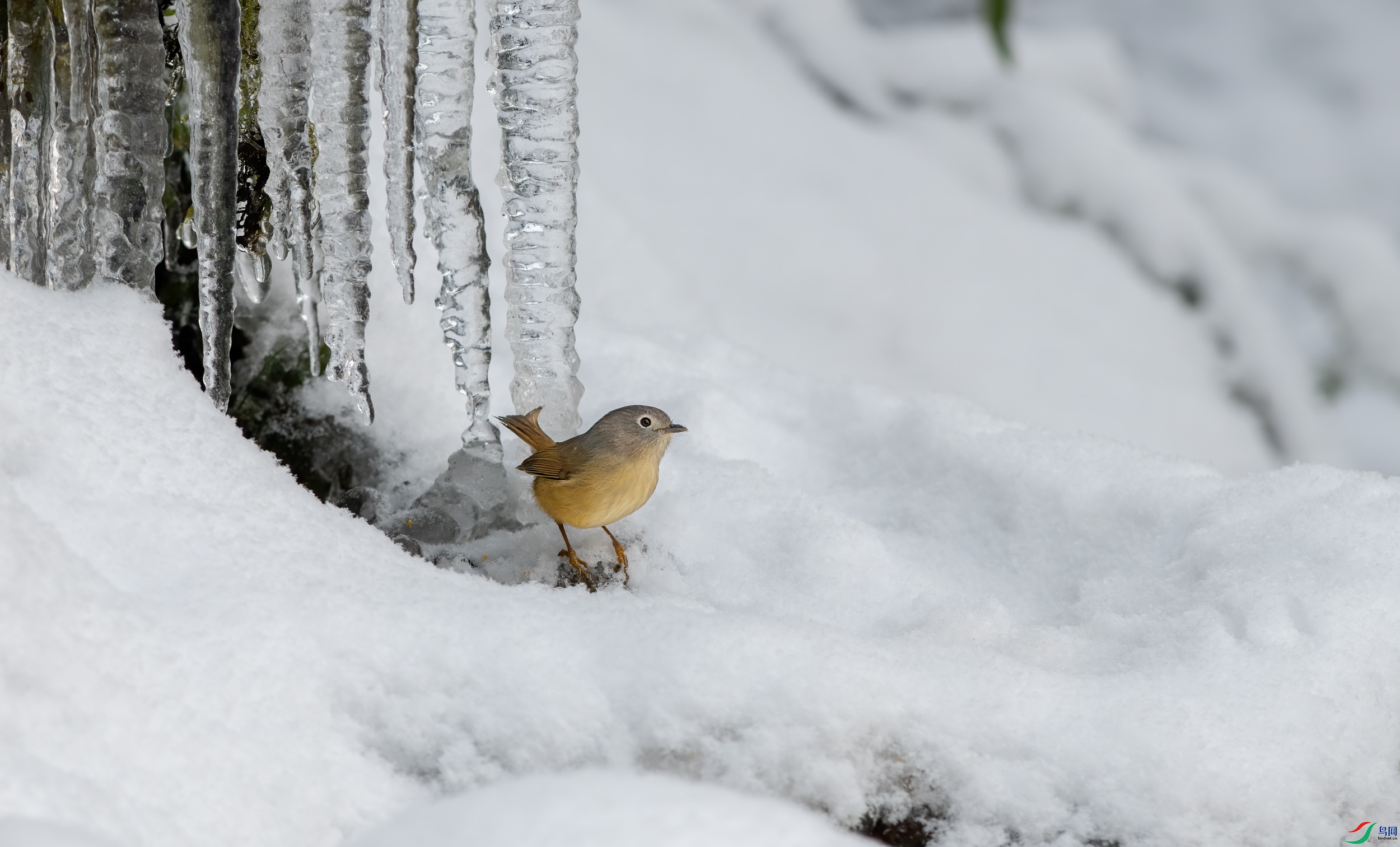 DSC_2668-11.jpg