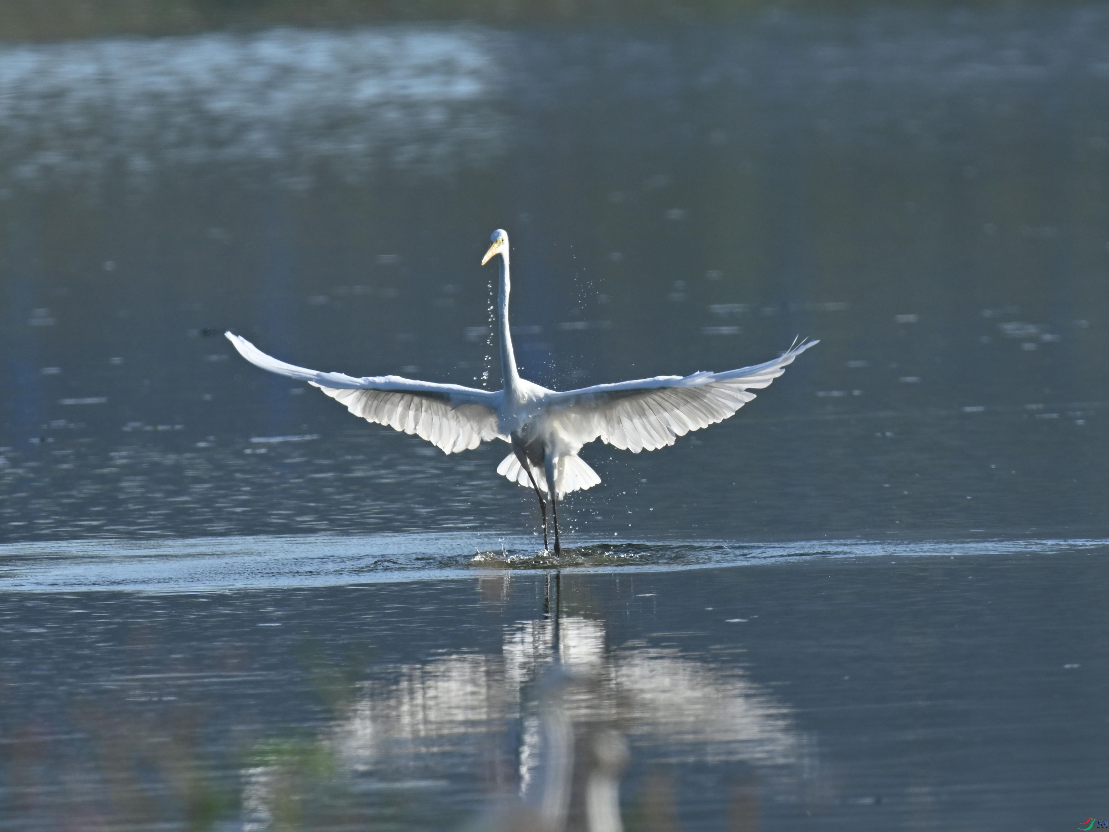 DSC_7398_����.jpg