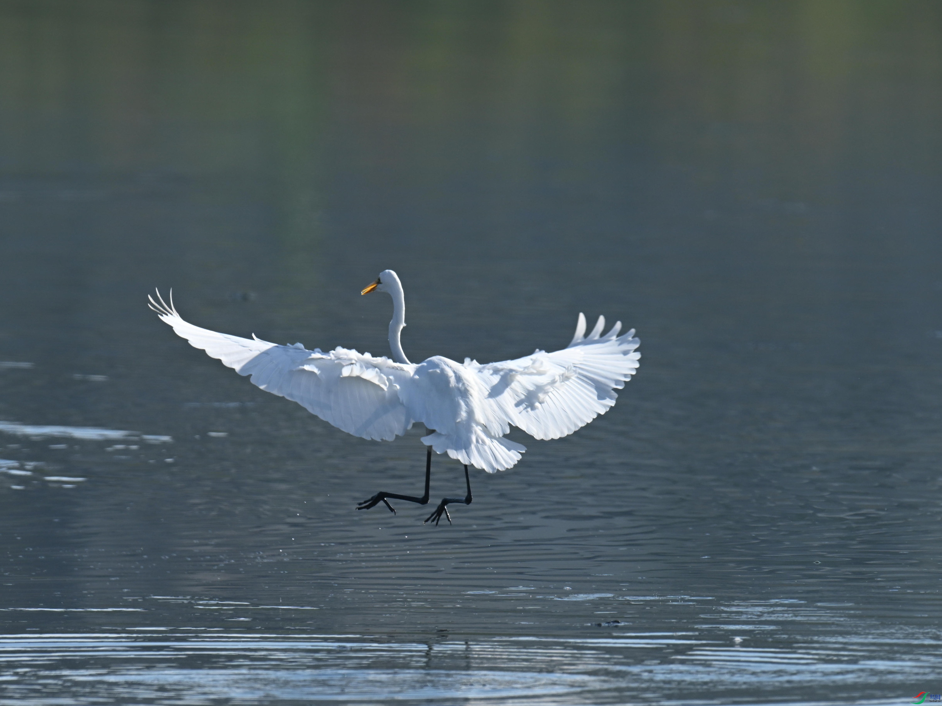 DSC_7519_����.jpg