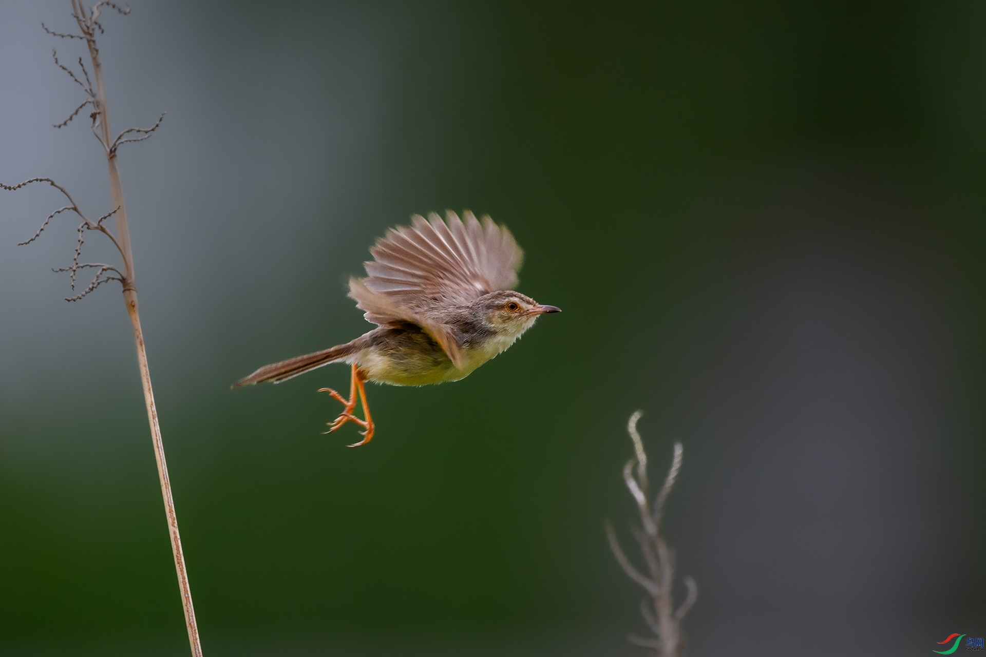 DSC_7447.jpg