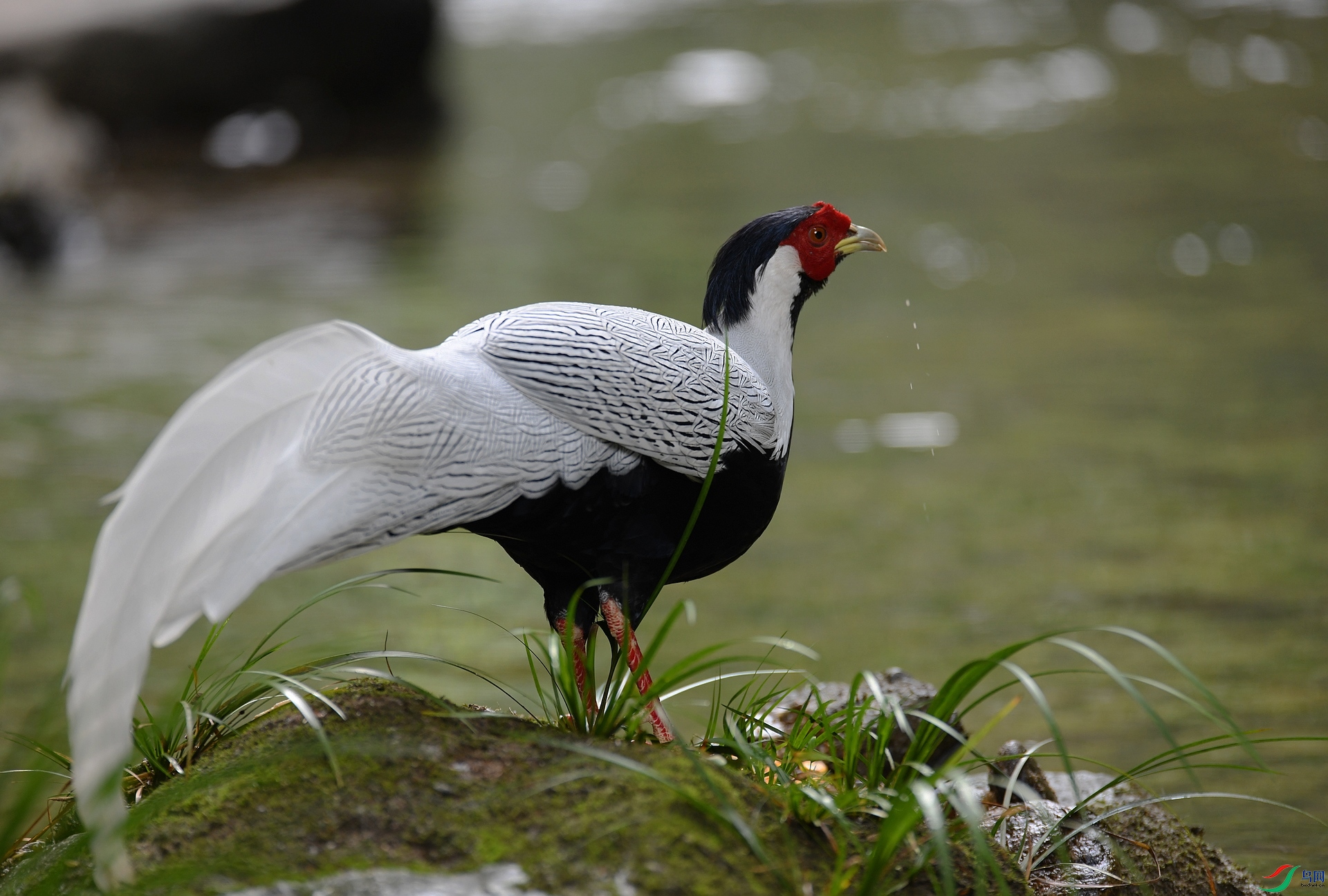DSC_7305.jpg