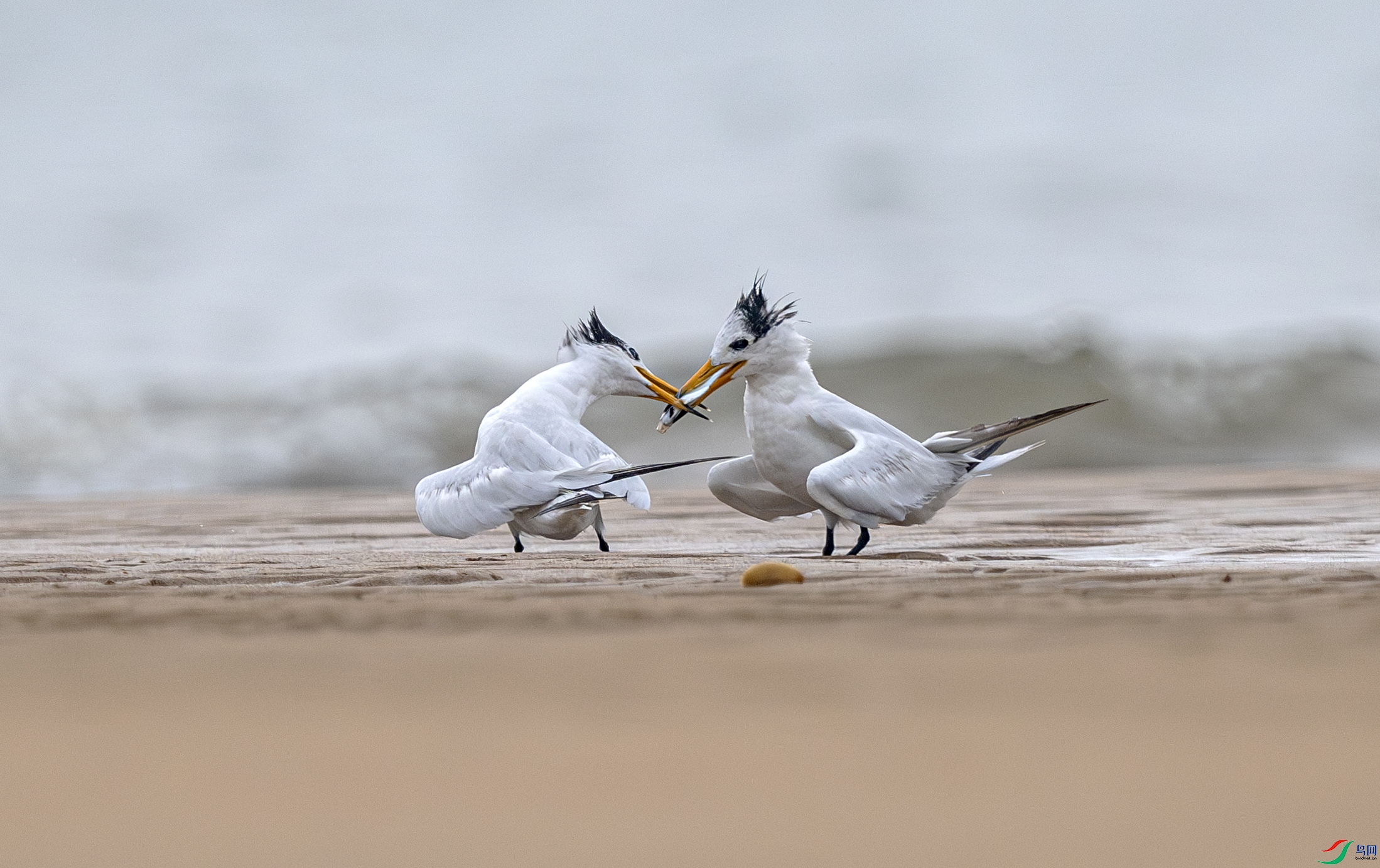 DSC_7889-����ǿ-NR ����.jpg