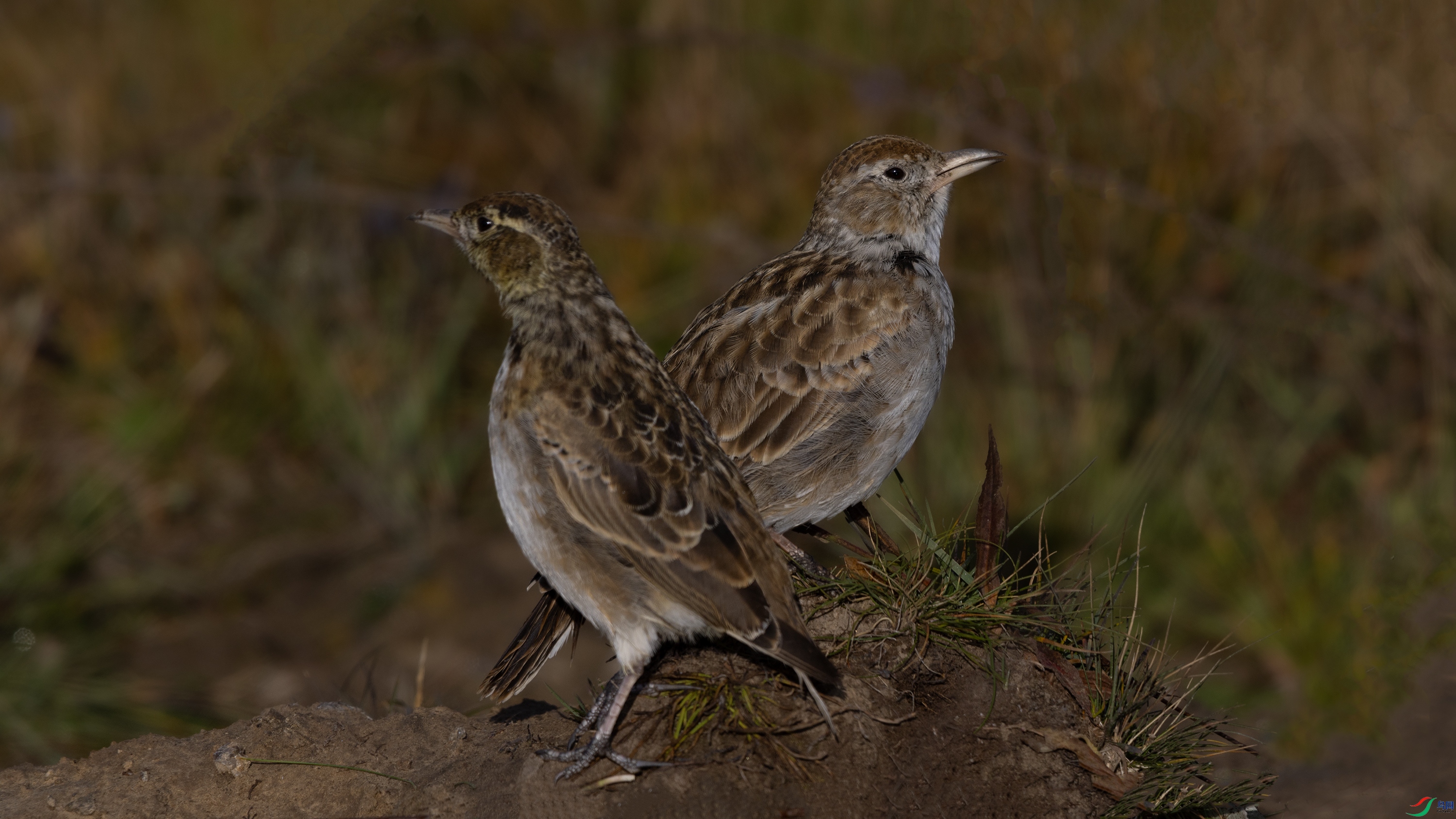 _O7A4450 ����44444.jpg