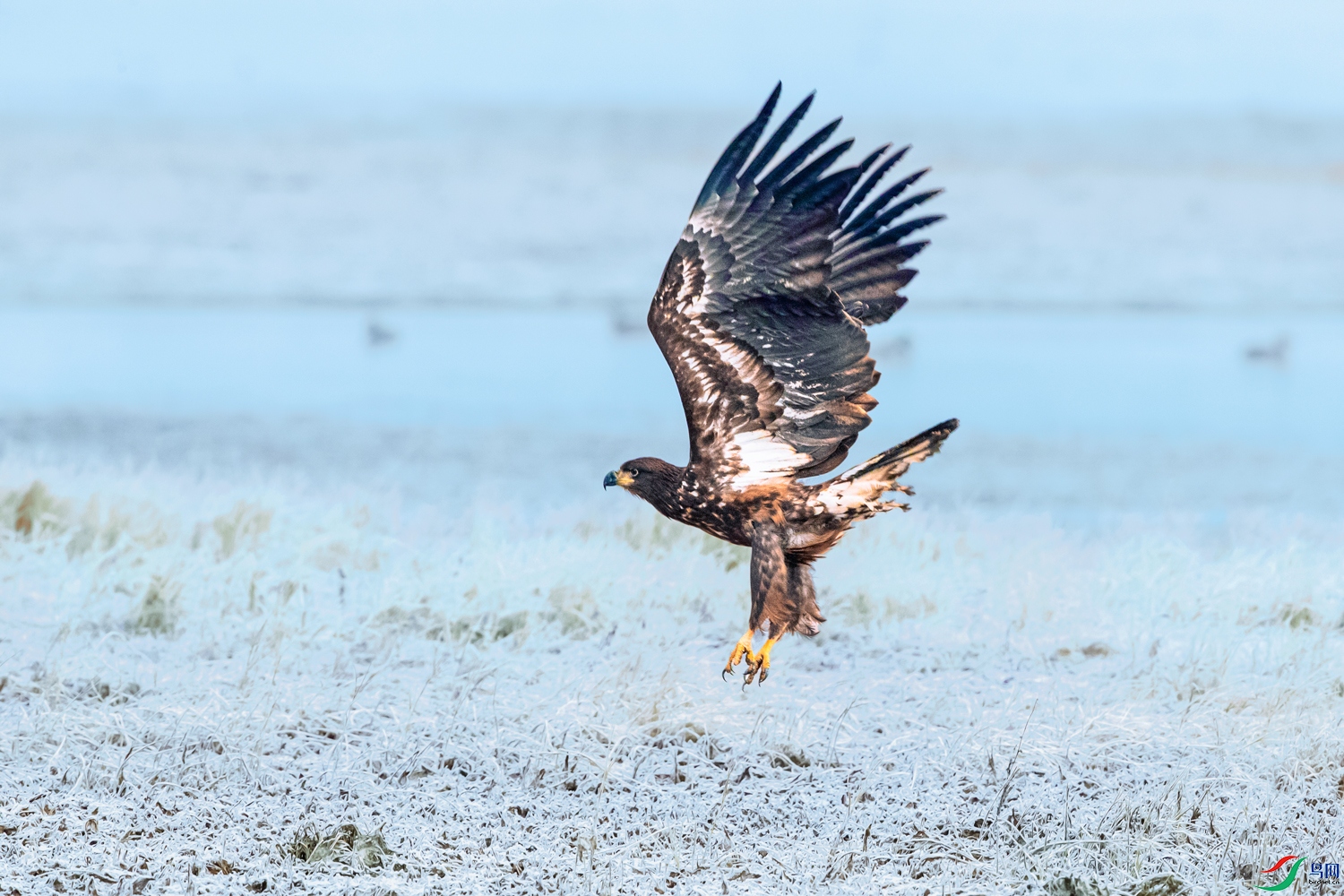 ��β����----ѩ����ӥ�ڿ���