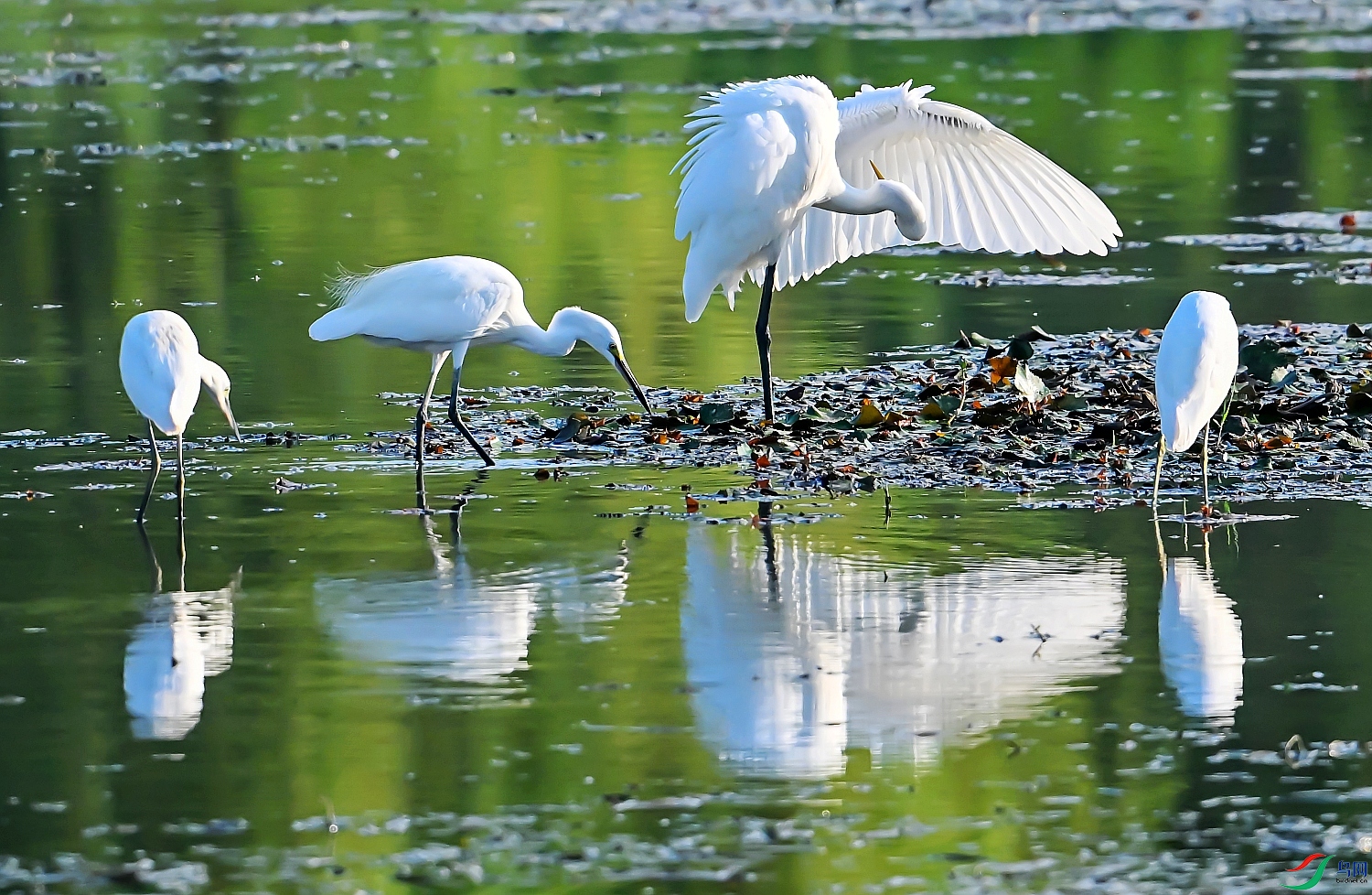 DSC_6081---_conew1.jpg