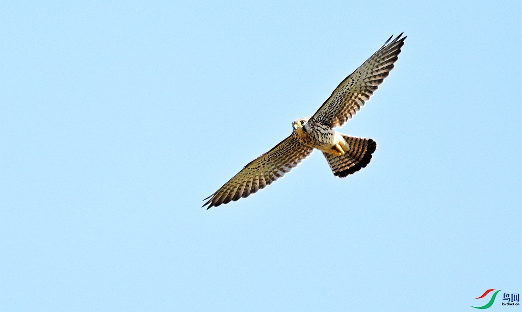 DSC_9819.JPG