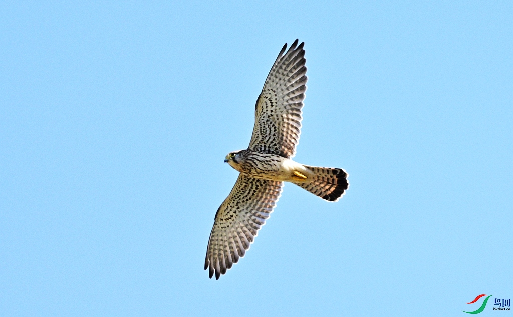 DSC_9921.JPG