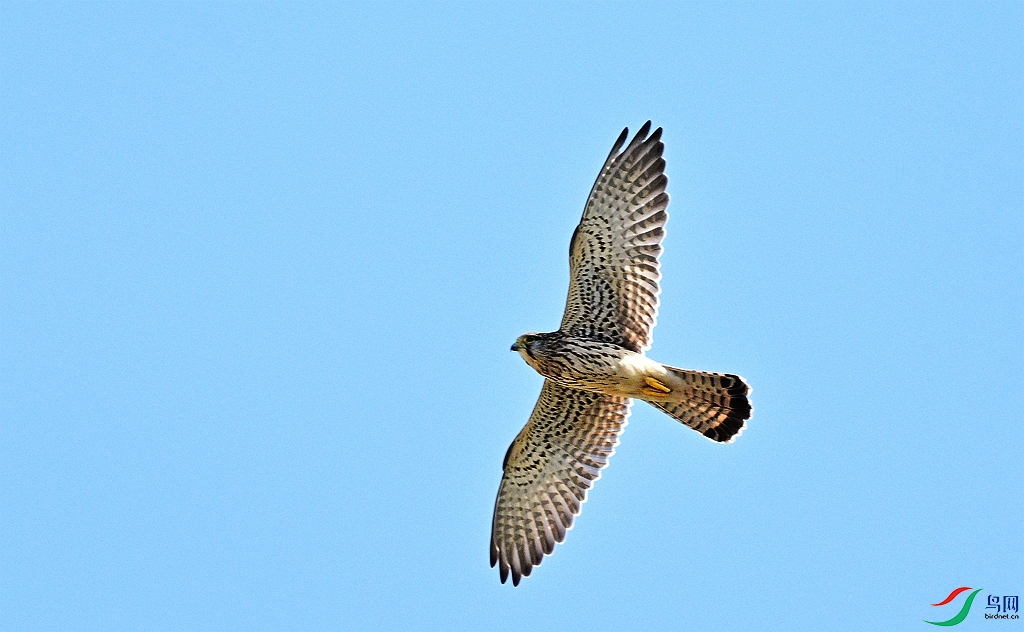 DSC_9923.JPG
