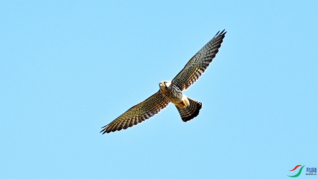 DSC_9967.JPG