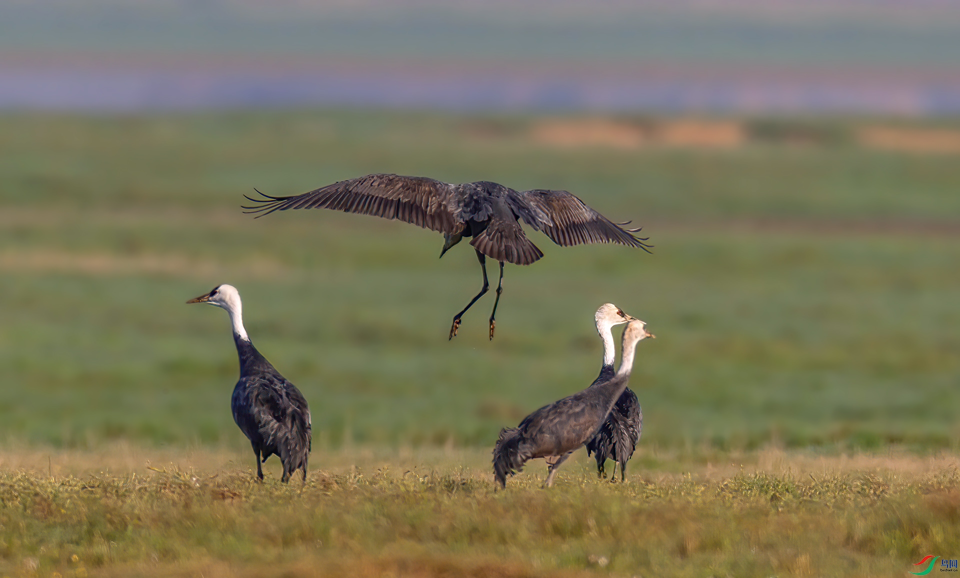 _07A3538 ����-Sh---1 .jpg