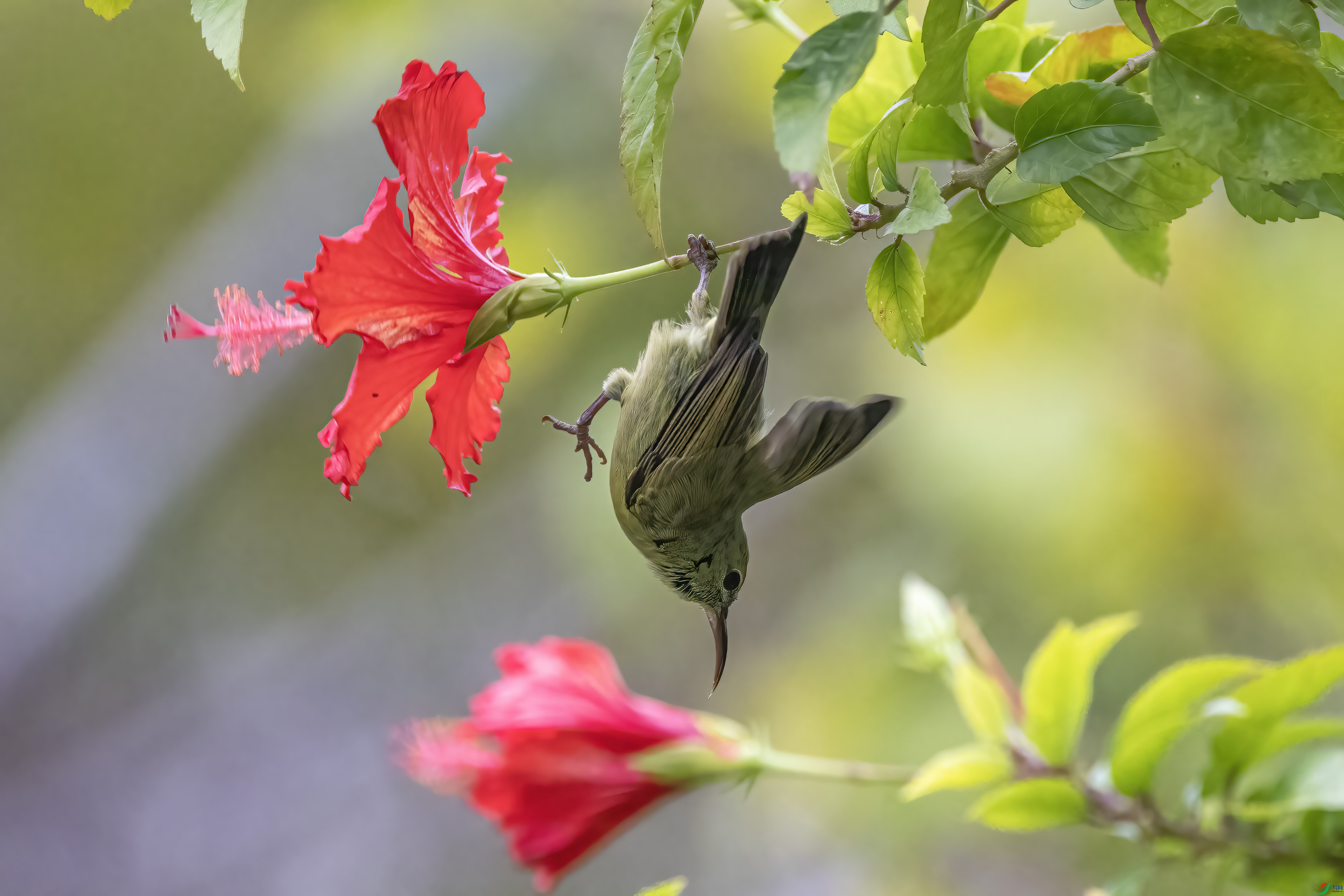_MG_5107.jpg