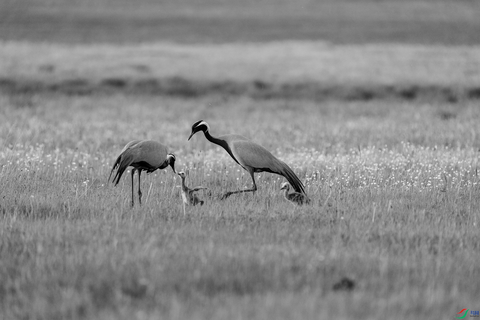 DSC09438 ����.jpg