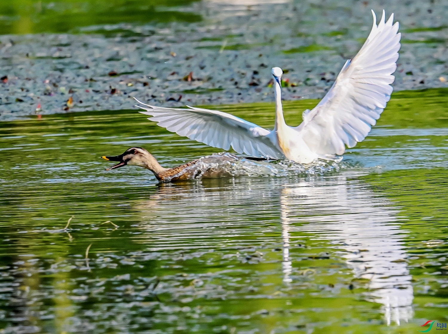DSC_8606---_conew1.jpg