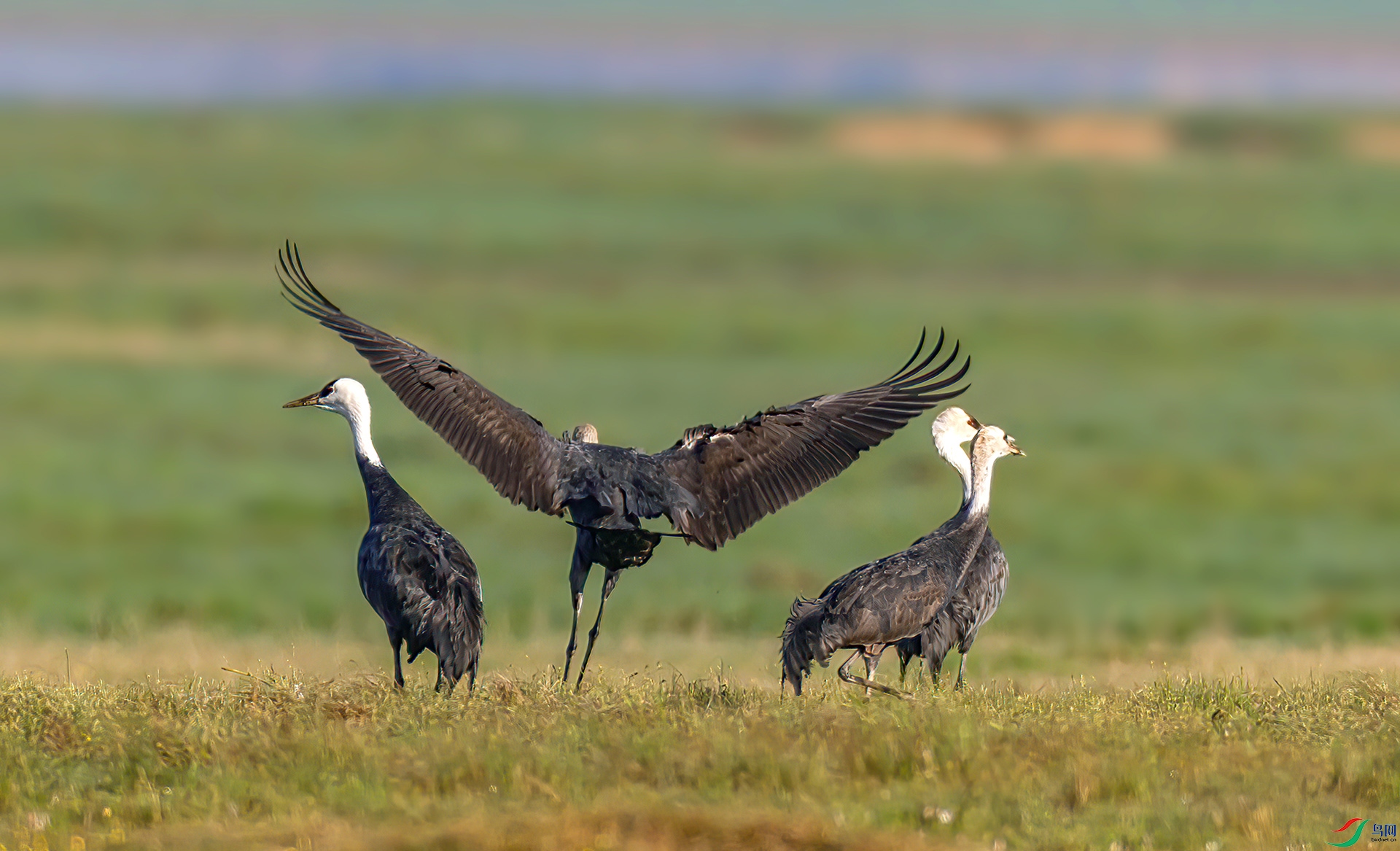 _07A3545 ����-Sh-----1 .jpg