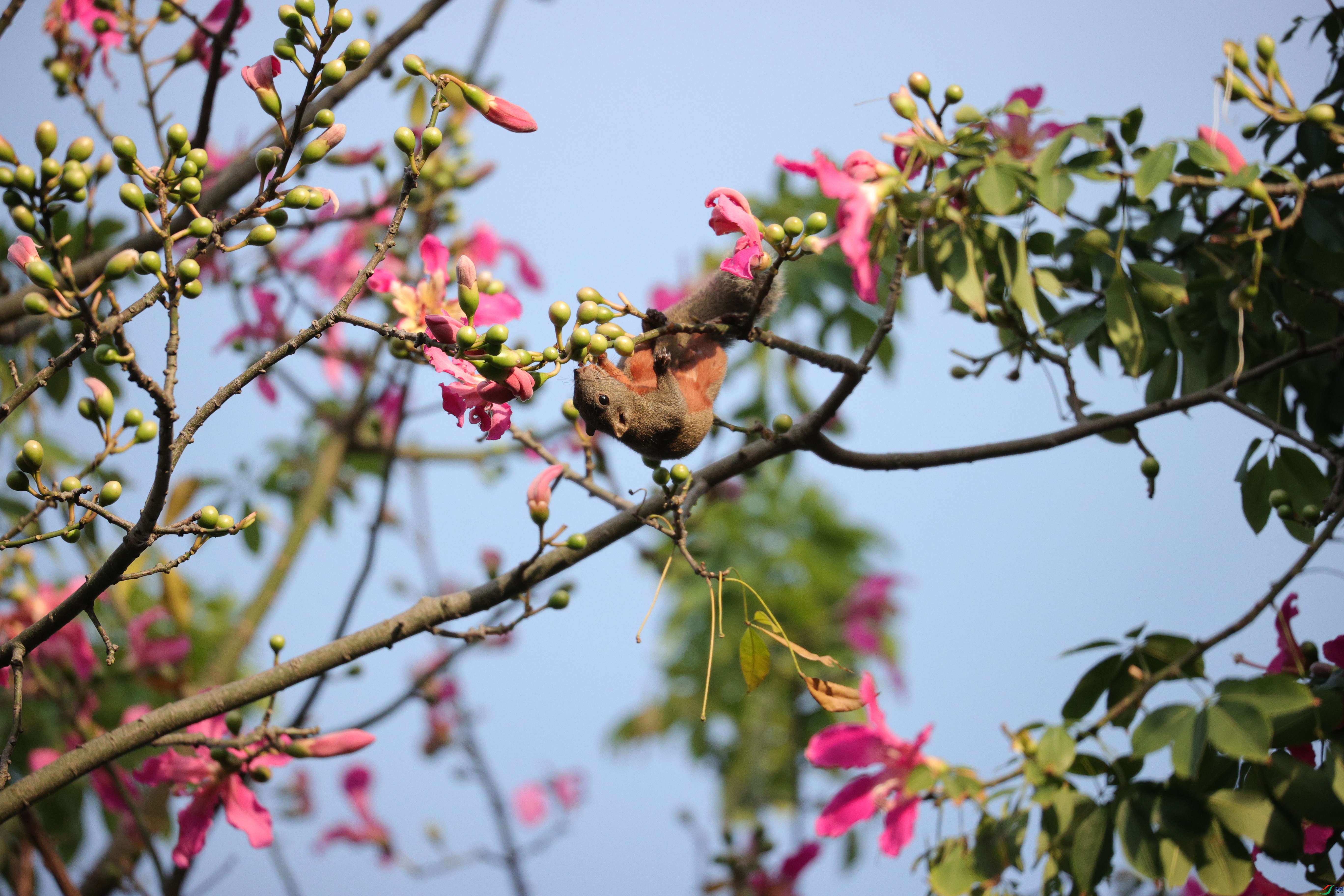 4812��ש����