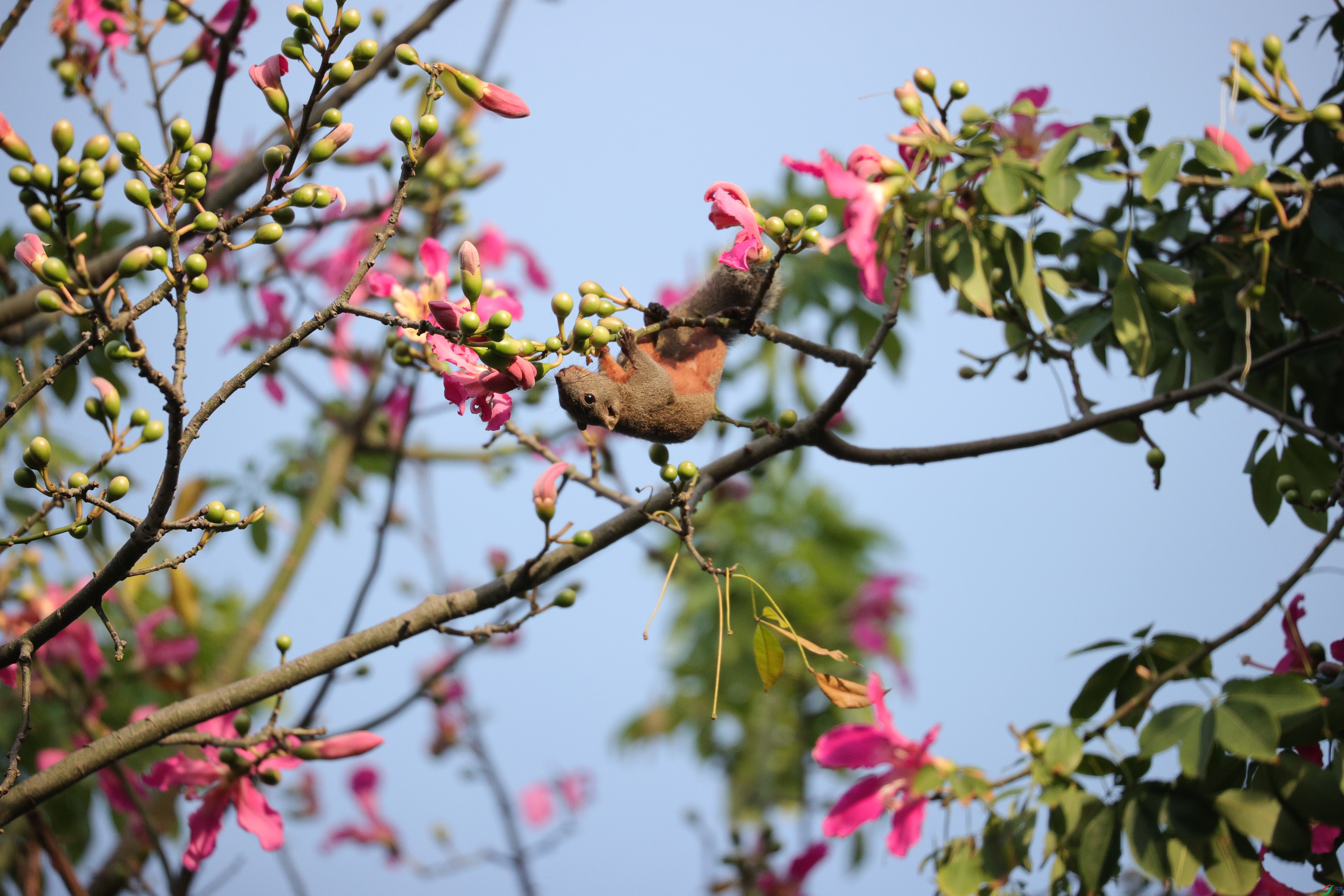 4814��ש����