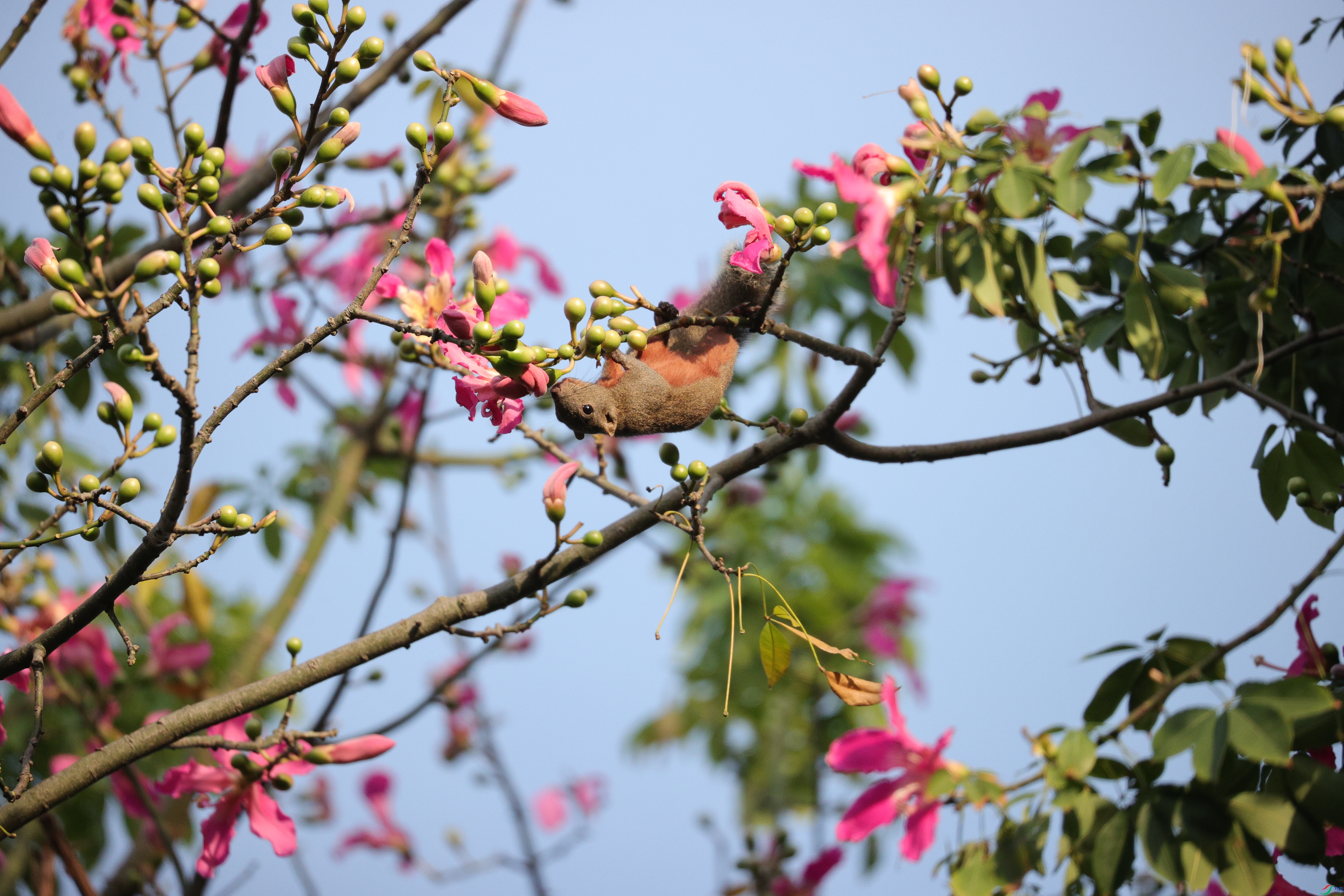 4816��ש����