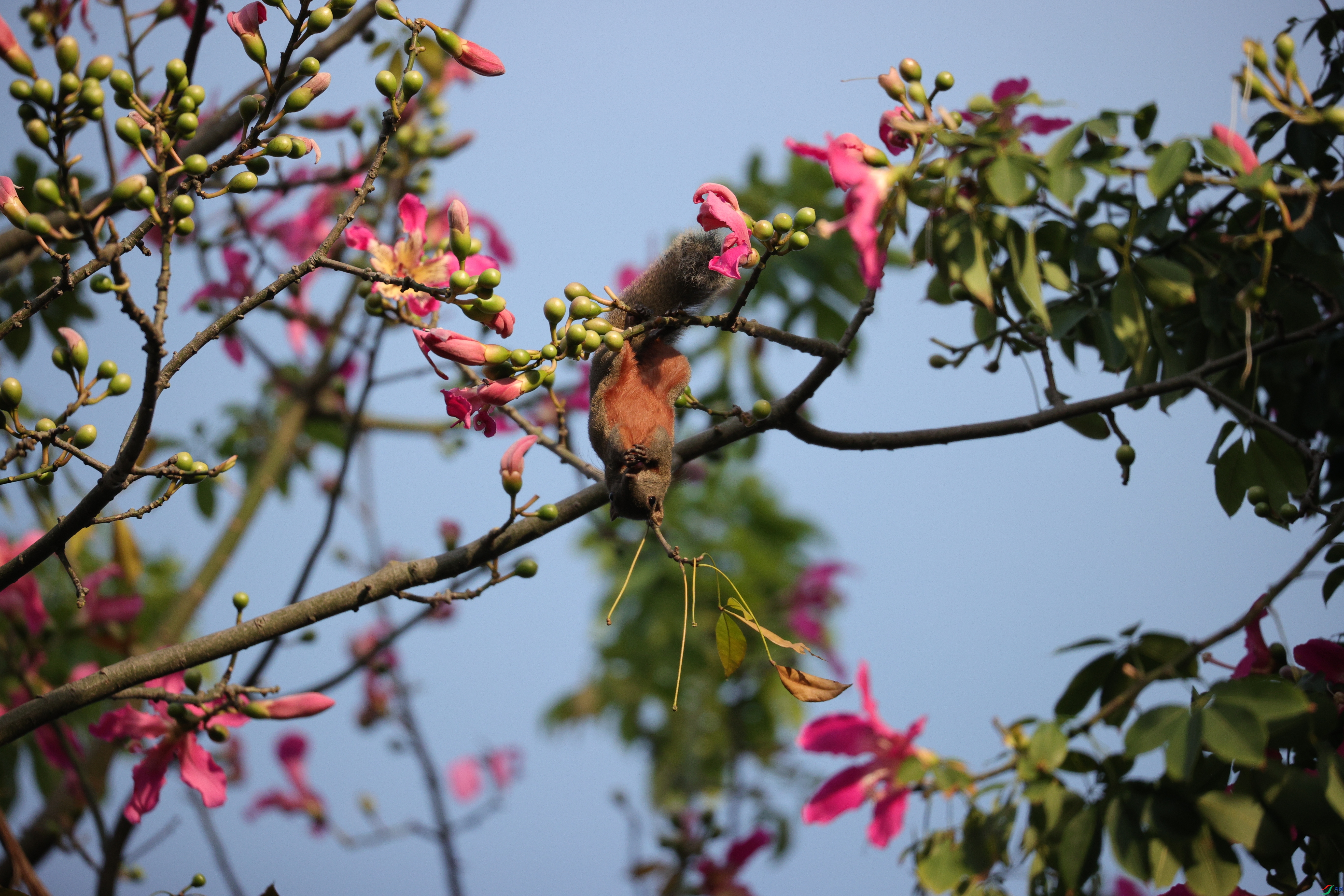 4820��ש����