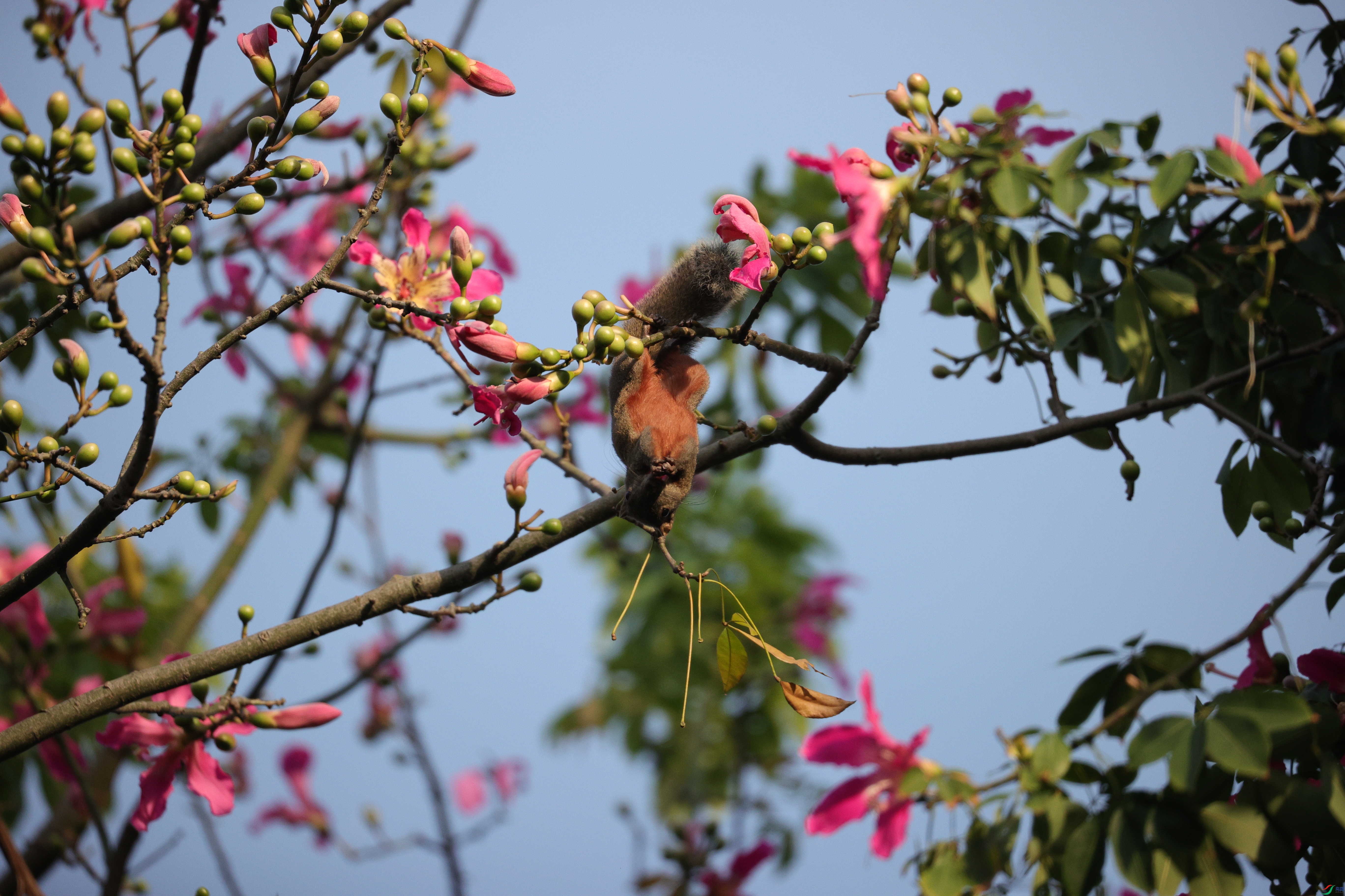 4824��ש����