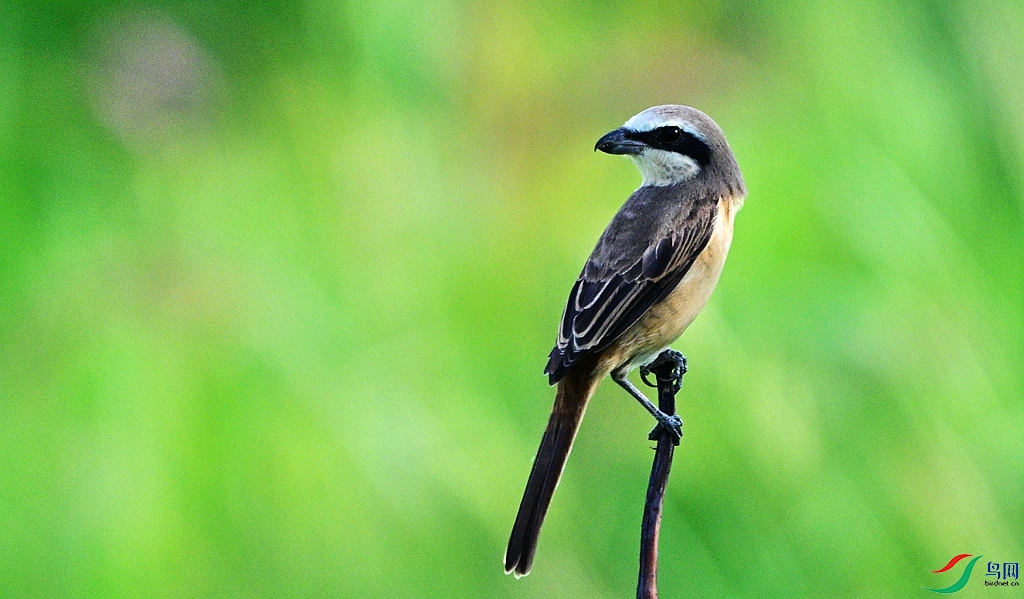 DSC_0513.JPG