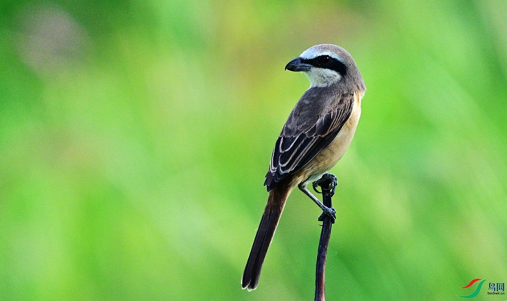 DSC_0515.JPG