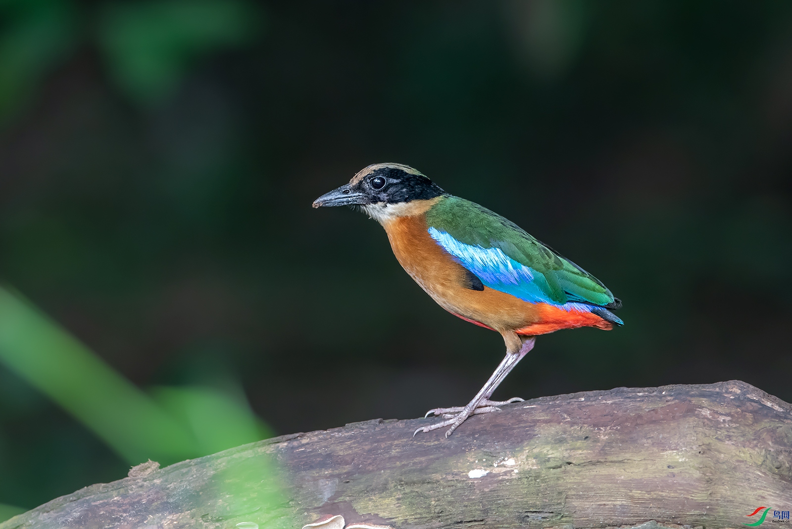 DSC_15001.jpg