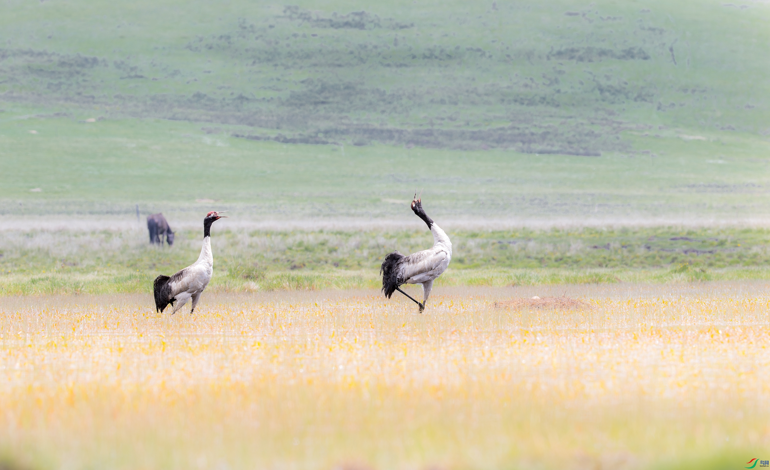 A15I3104-����ǿ-NR ����.jpg