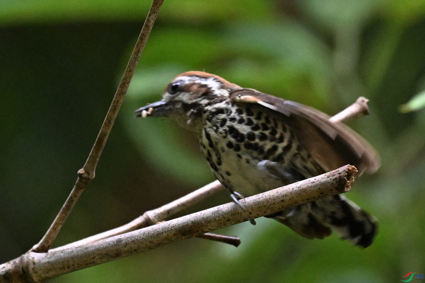 DSC_8711.JPG