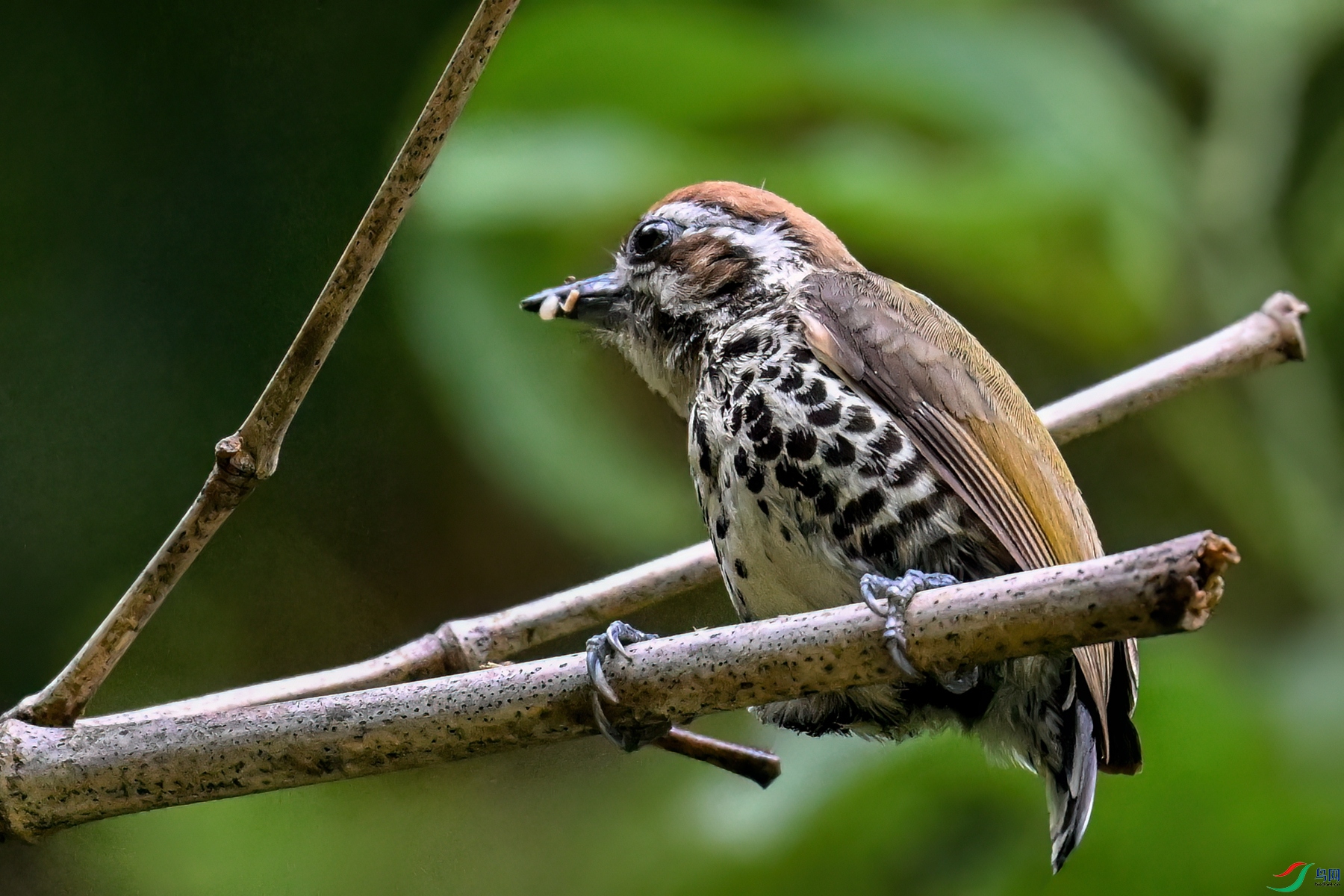 DSC_8698.JPG